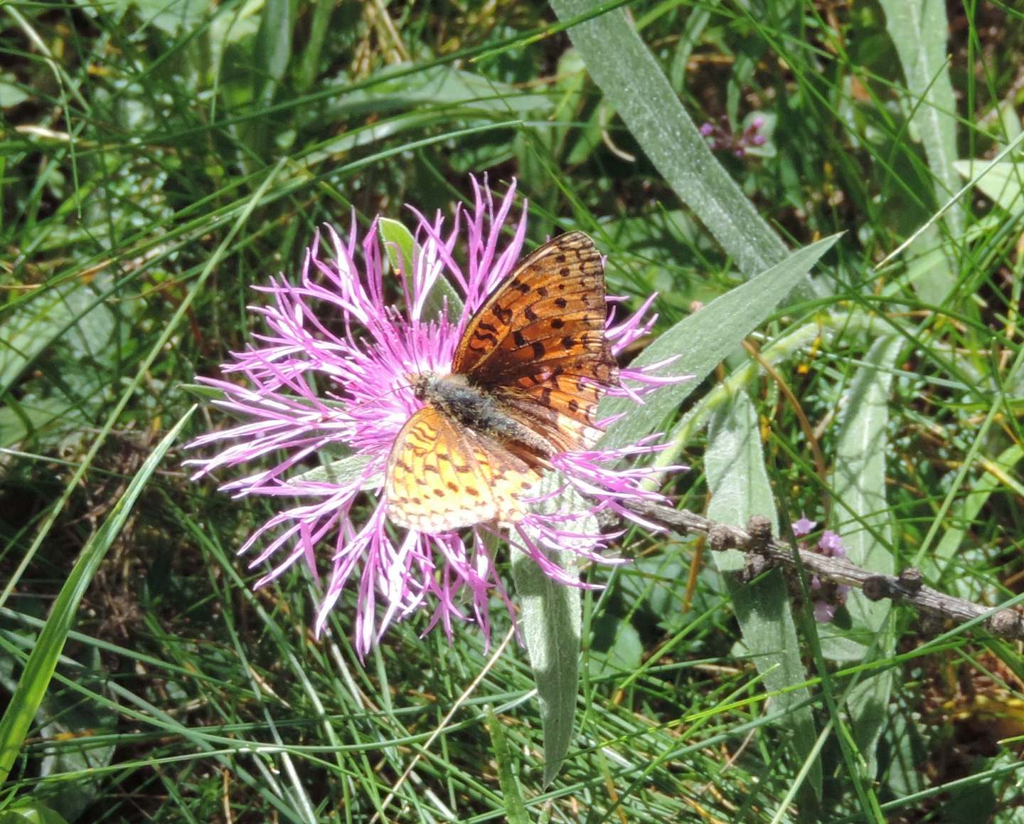 Ancora Argynnis