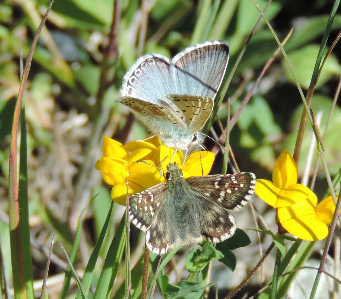 Pyrgus? - Pyrgus cf. serratulae