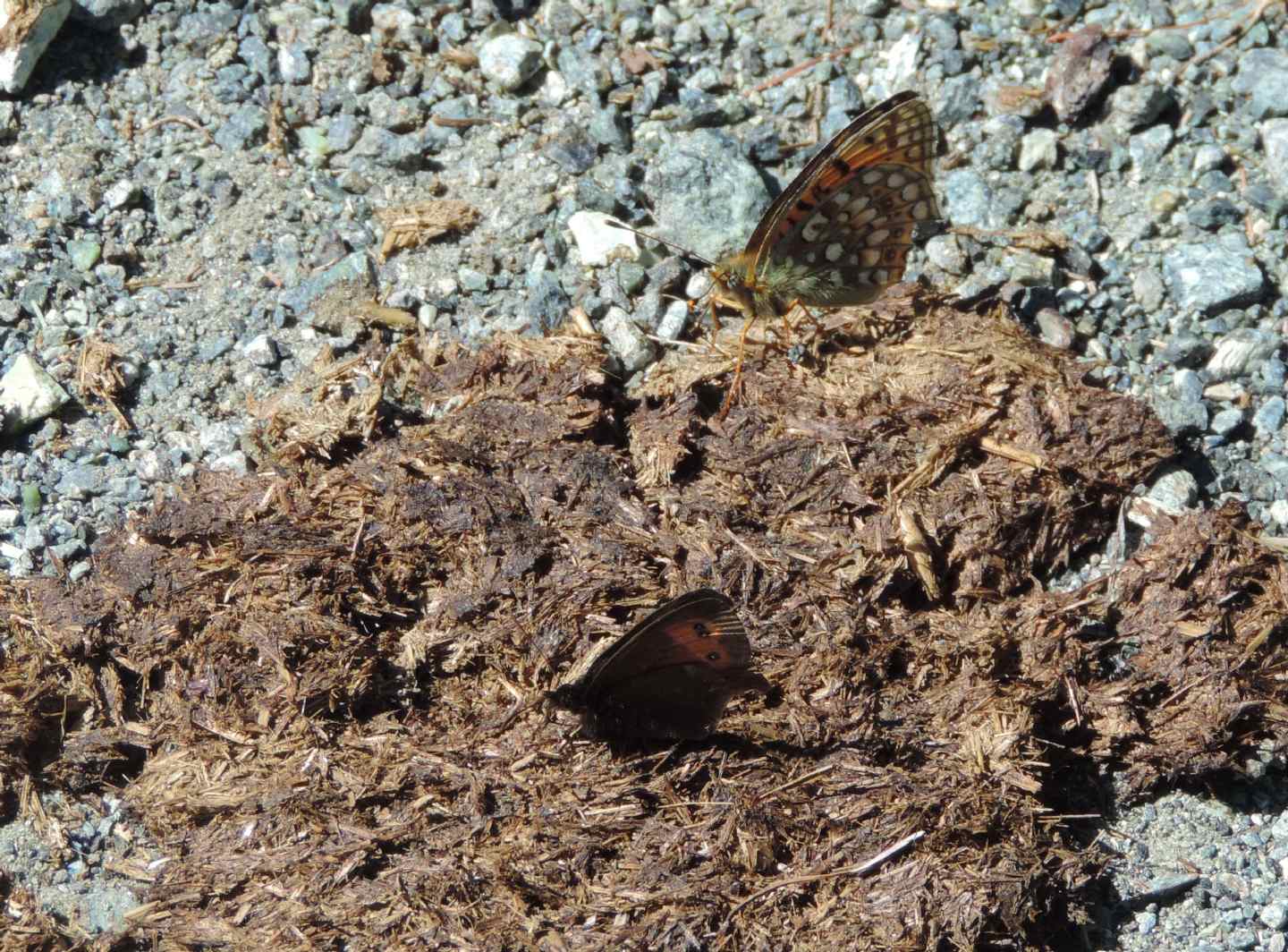 Argynnis adippe? - No, Argynnis (Fabriciana) niobe