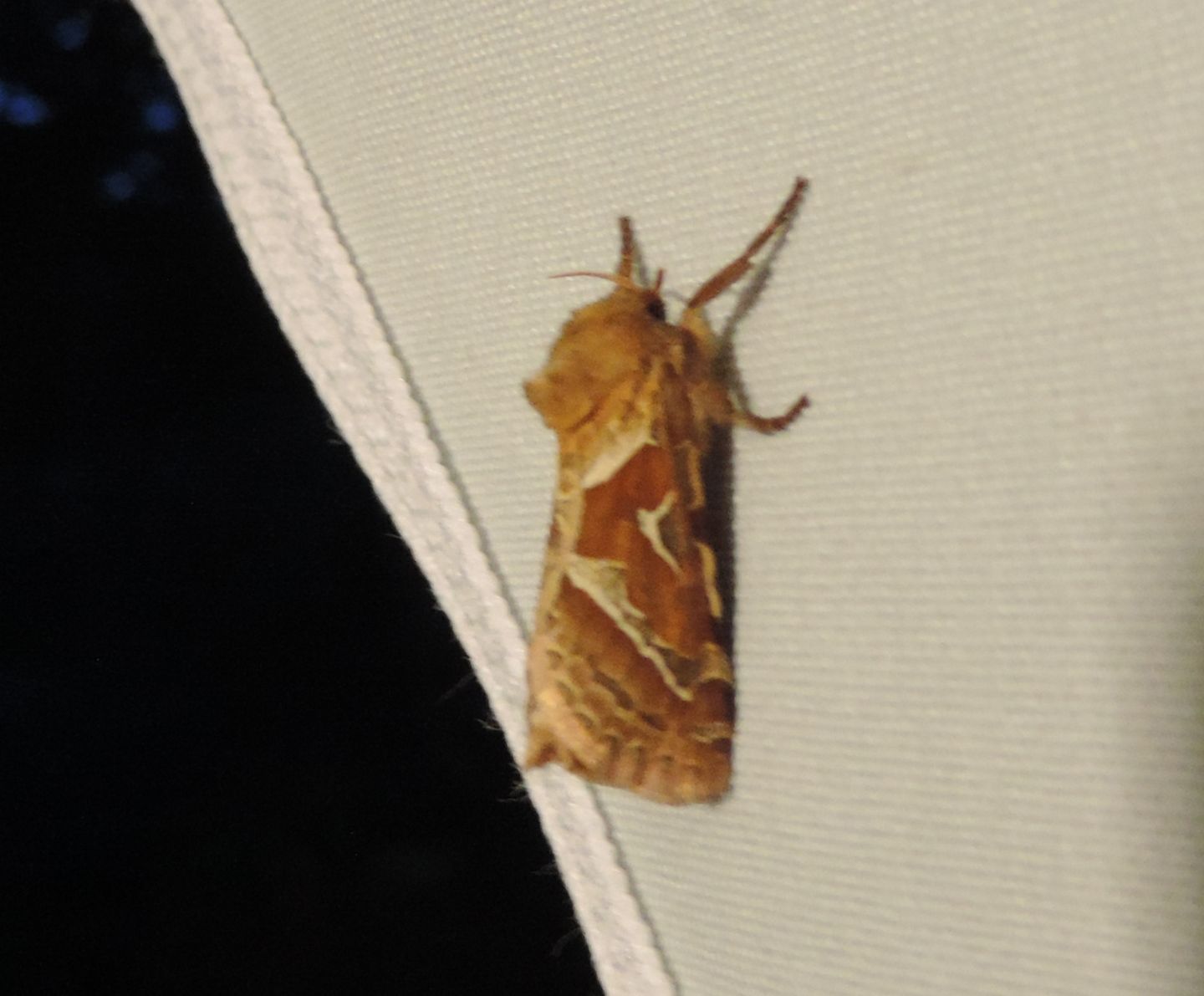 Triodia sylvina? S