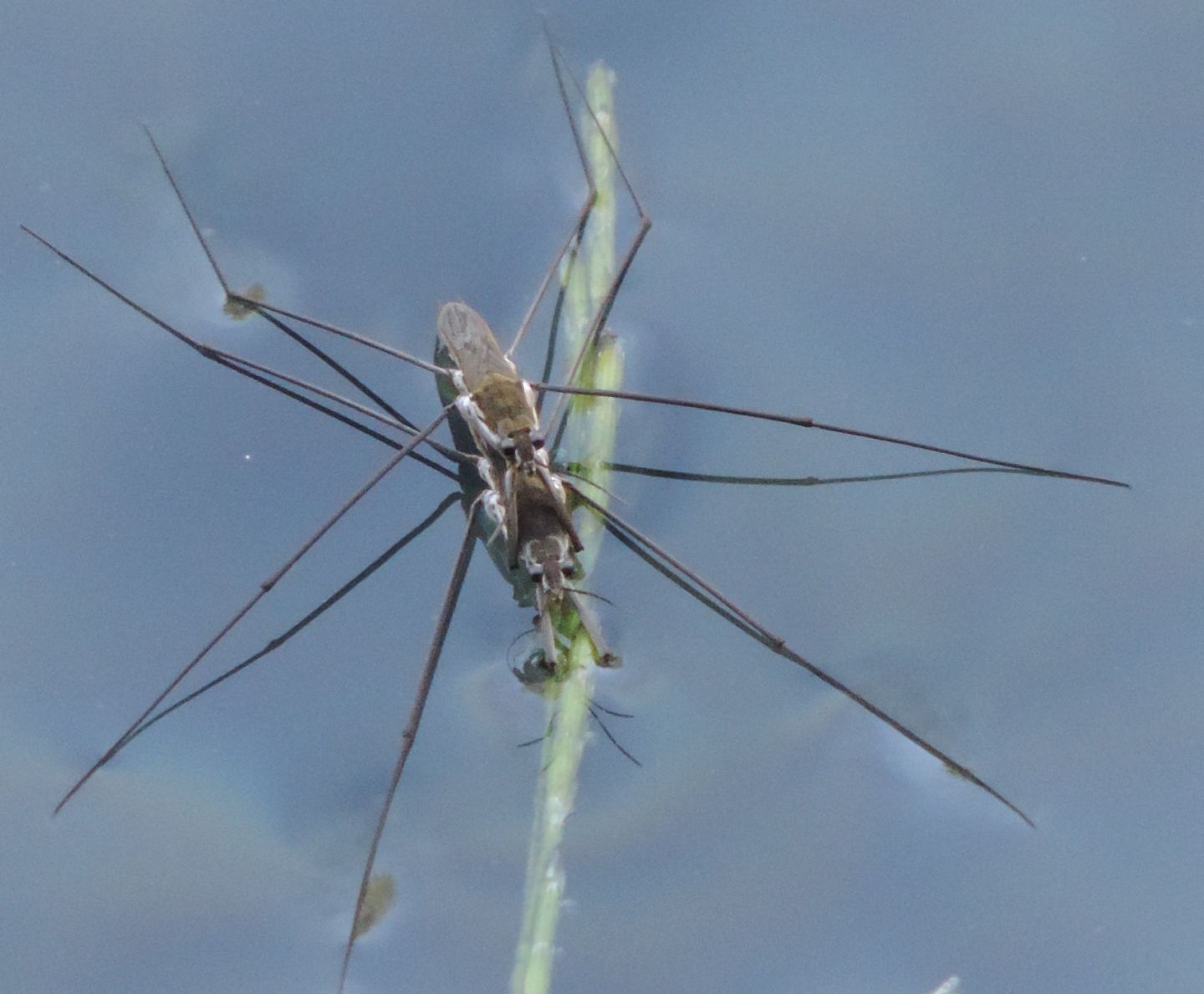 Gerridi da identificare - Gerridae: Aquarius paludum