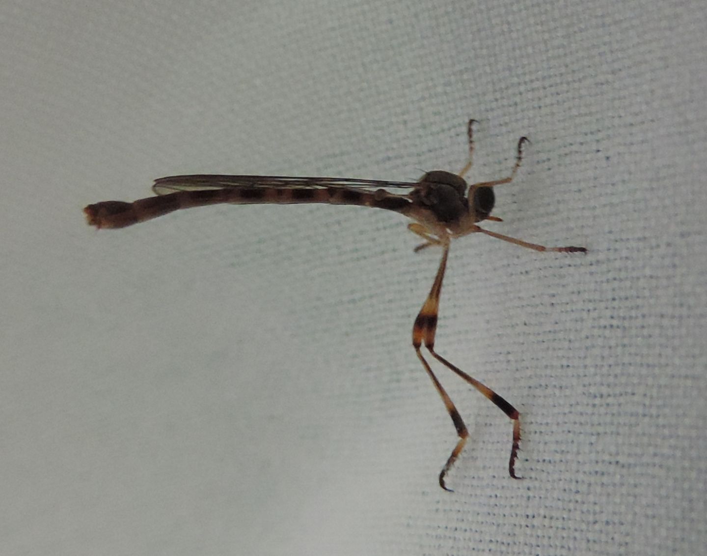 Asilidae:   Leptogaster cfr. subtilis