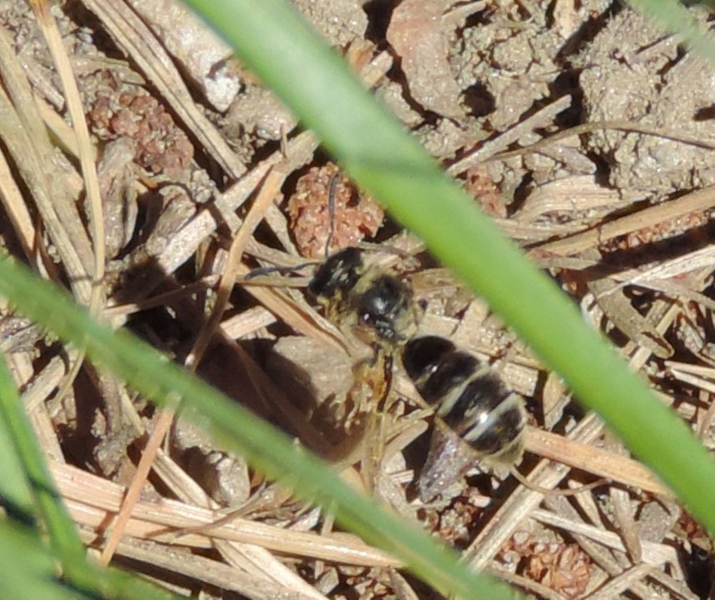 Apidae: Lasioglossum o Halictus sp.