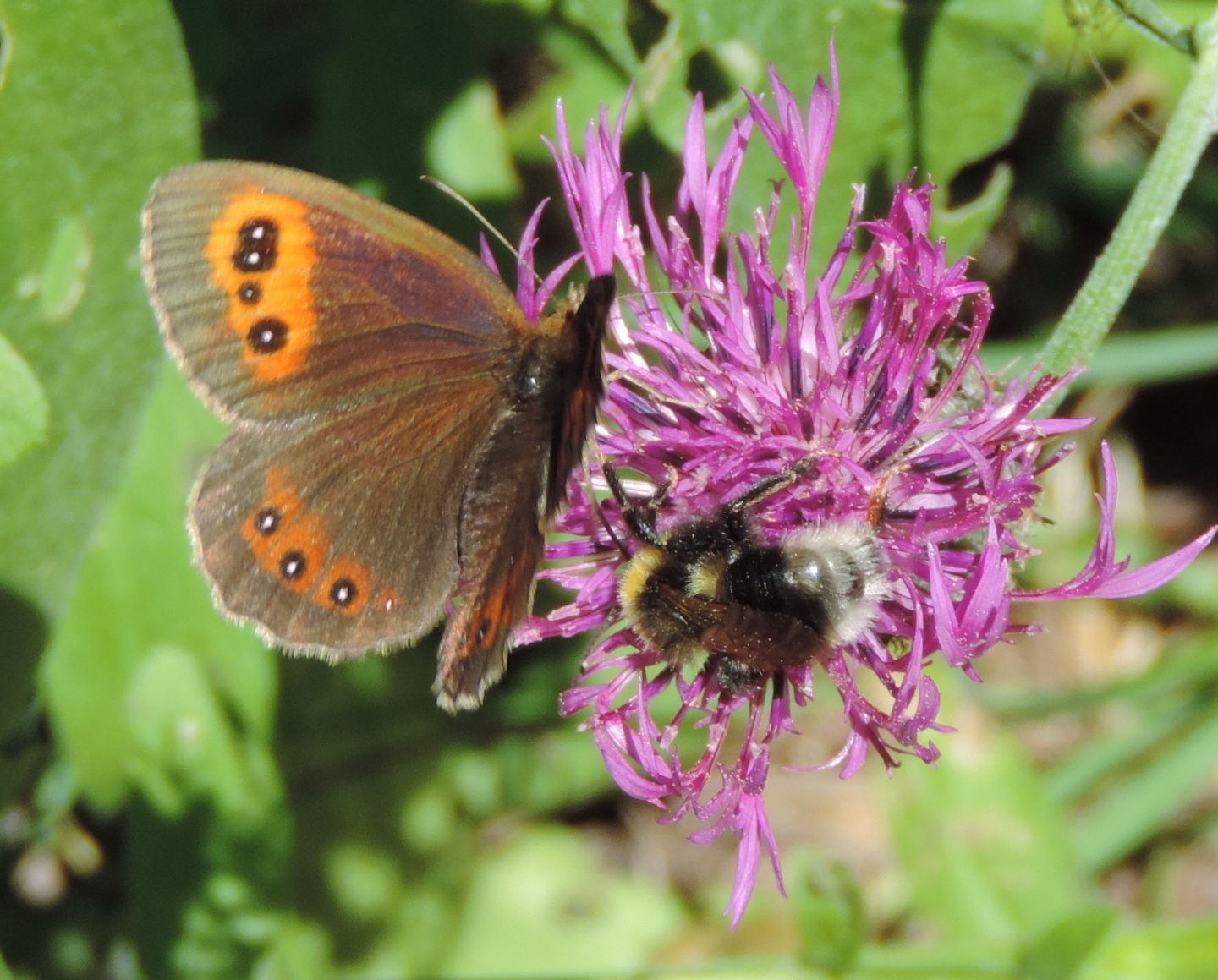 Quale Erebia?  Erebia aethiops