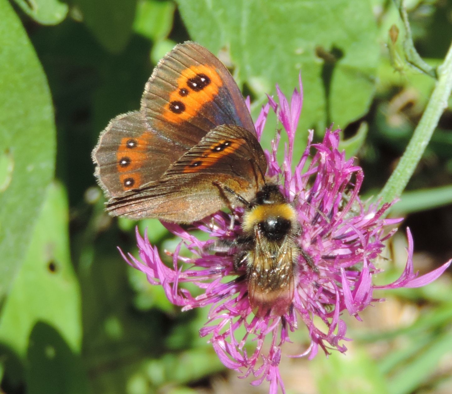 Quale Erebia?  Erebia aethiops