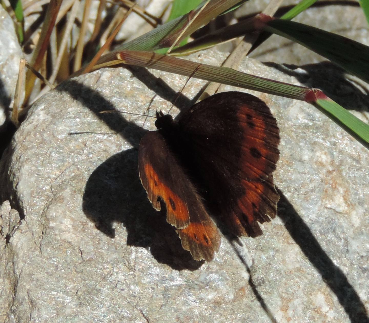 Altra Erebia: Erebia cfr. euryale