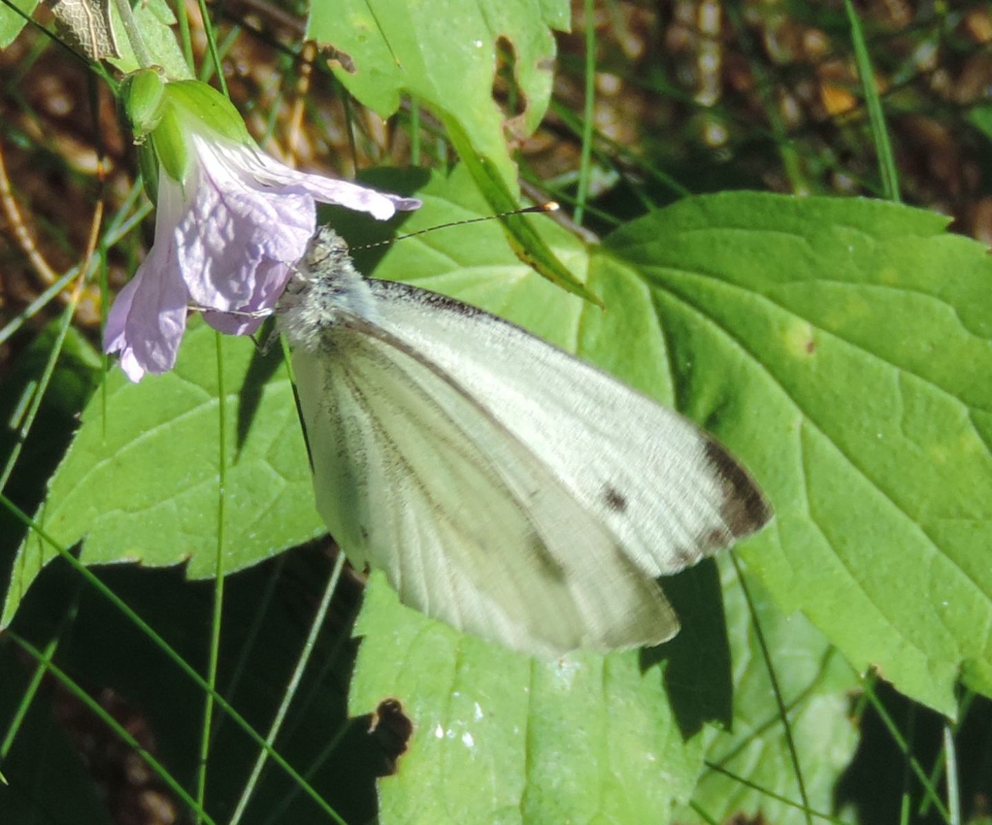 Quale Pieris?  Pieris napi