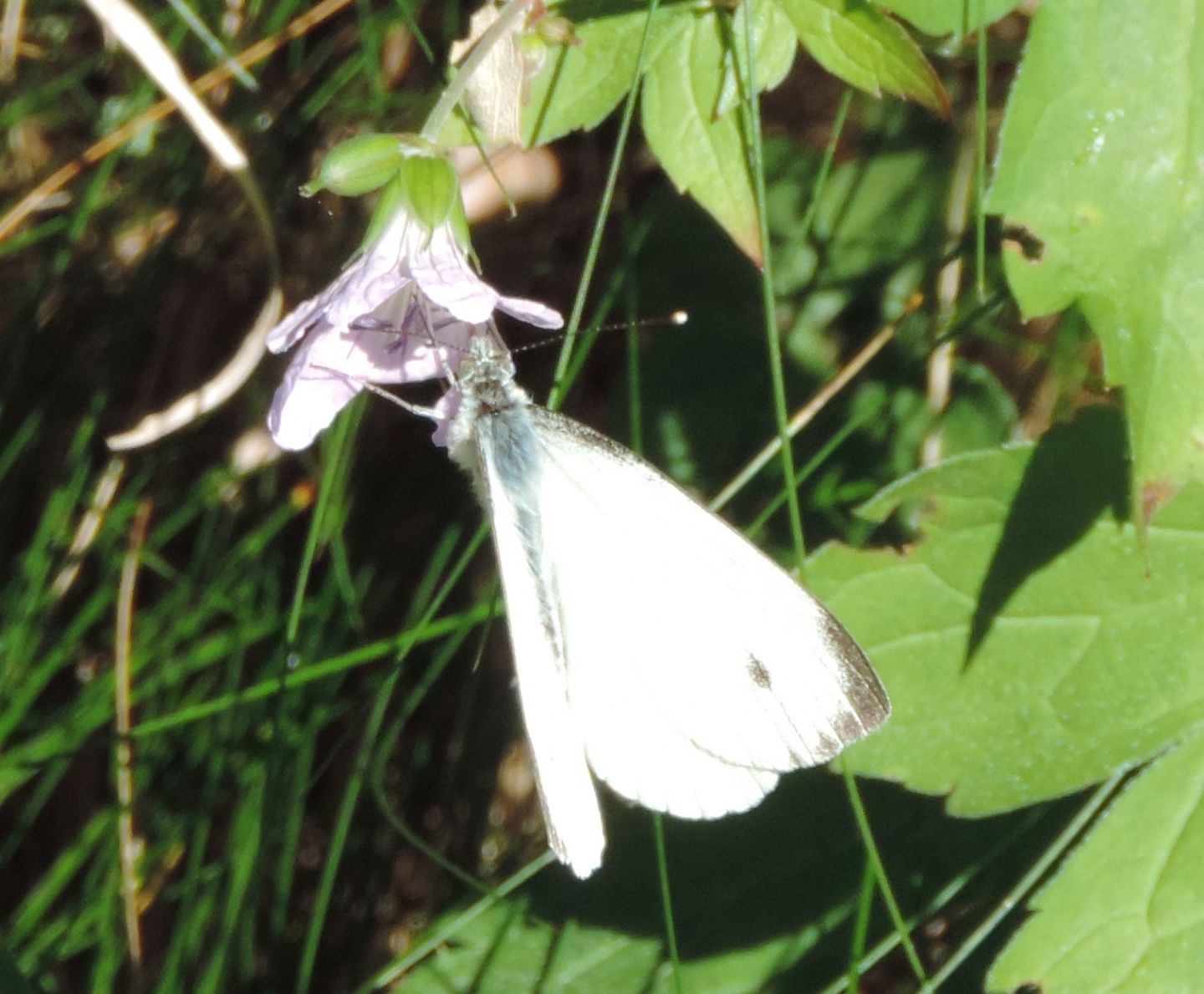 Quale Pieris?  Pieris napi