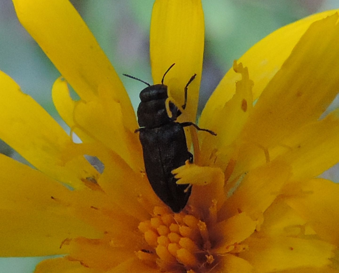 Buprestidae: Anthaxia (Melanthaxia) quadripunctata