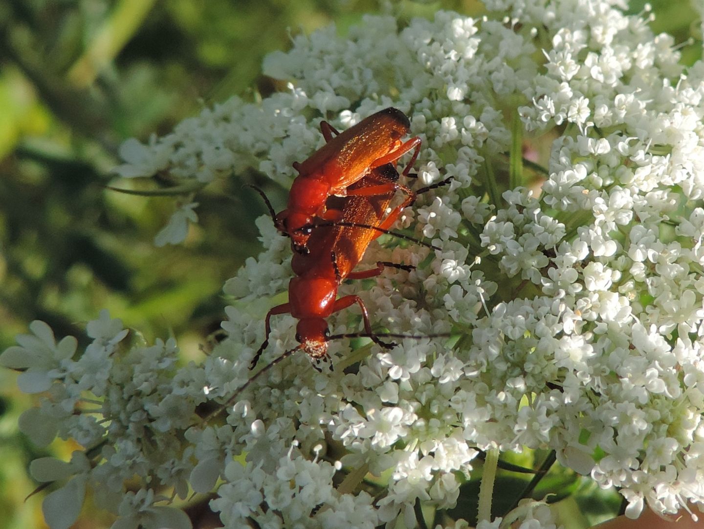 Cantharidae: coppia di Rhagonycha fulva