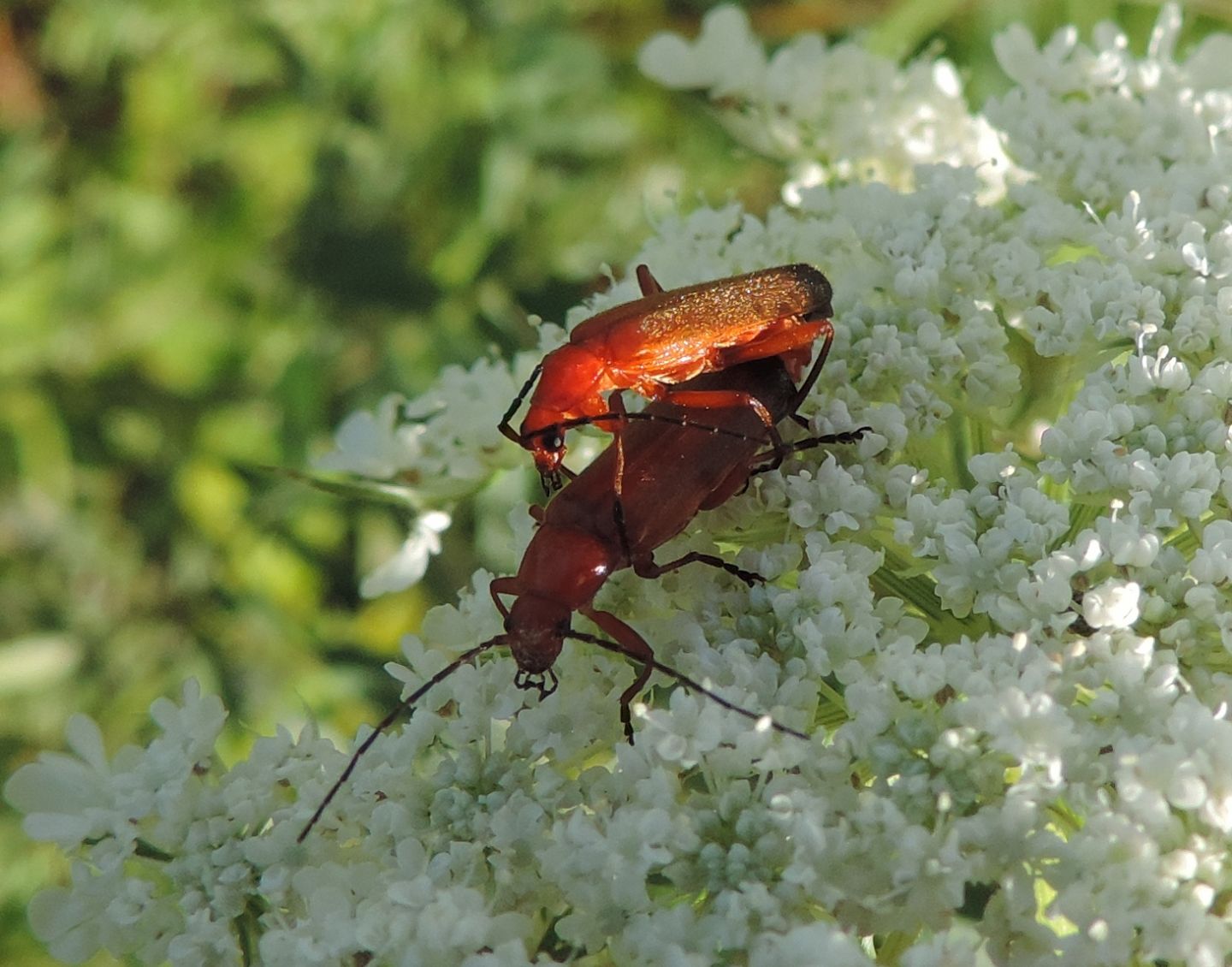 Cantharidae: coppia di Rhagonycha fulva