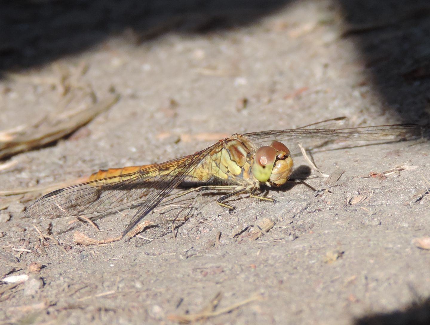 Sympetrum vulgatum?  S !