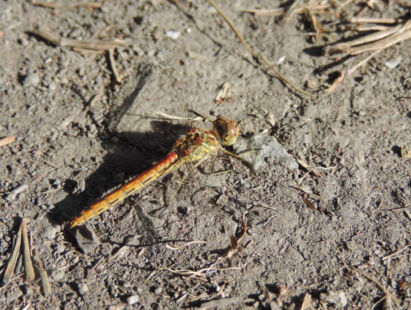 Sympetrum vulgatum?  S !