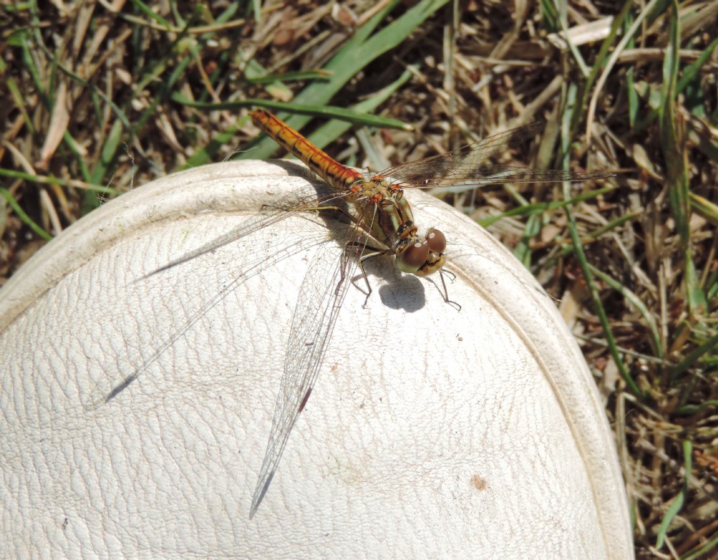 Sympetrum vulgatum?  S !