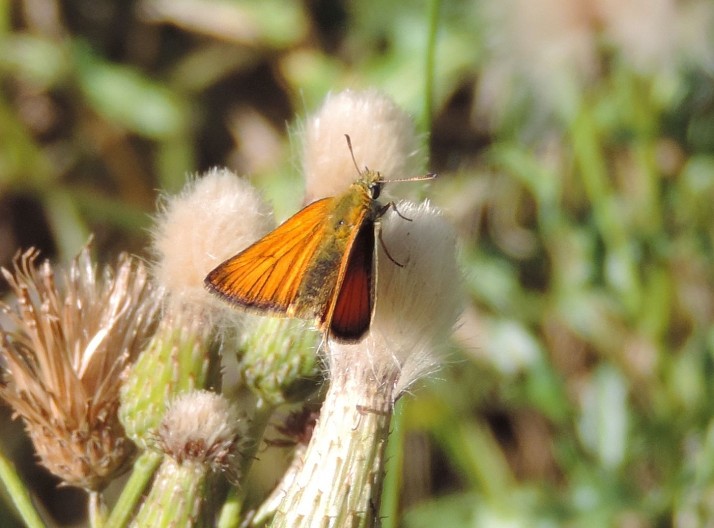 Hesperiidae da identificare