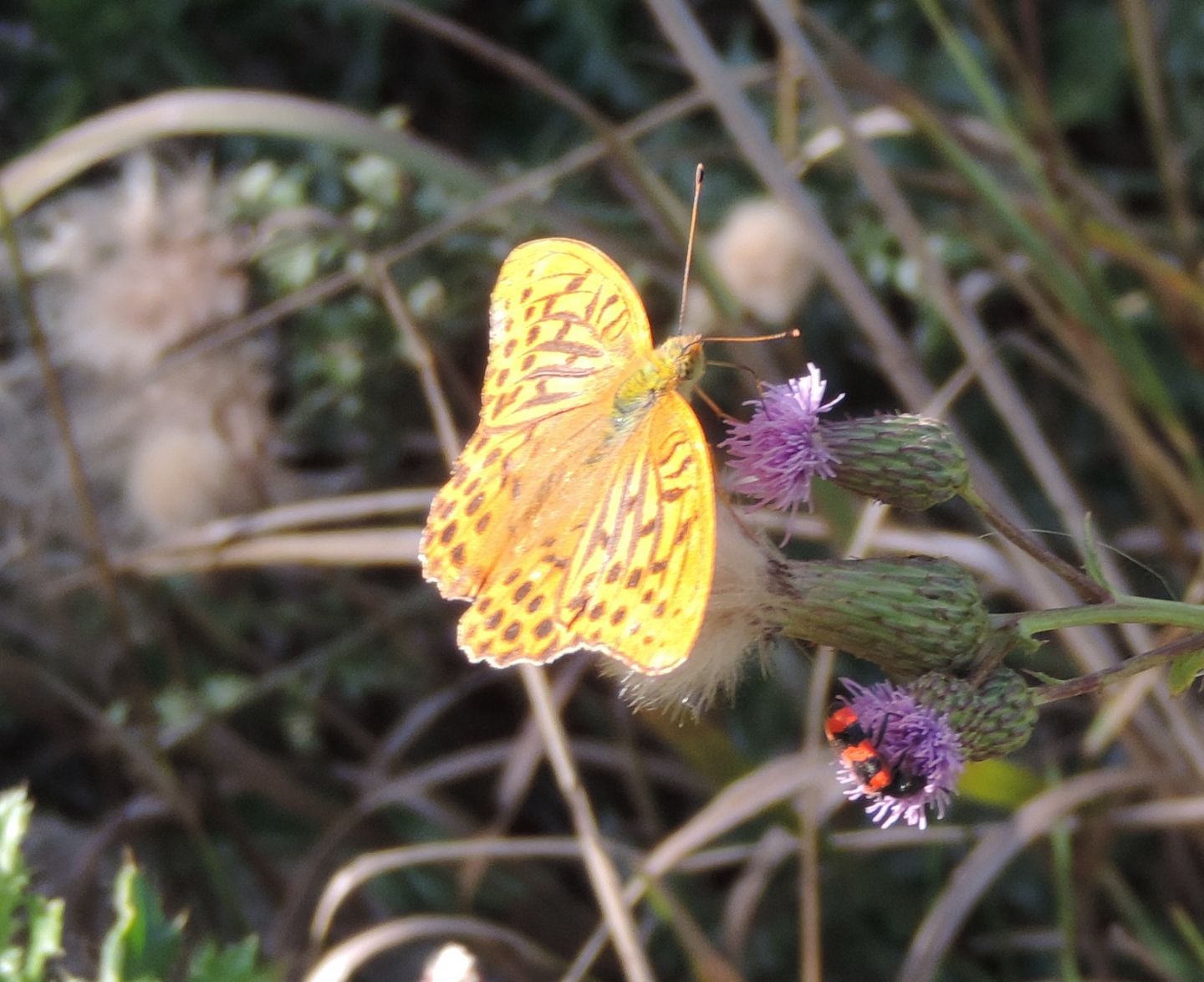 Nymphalidae da identificare