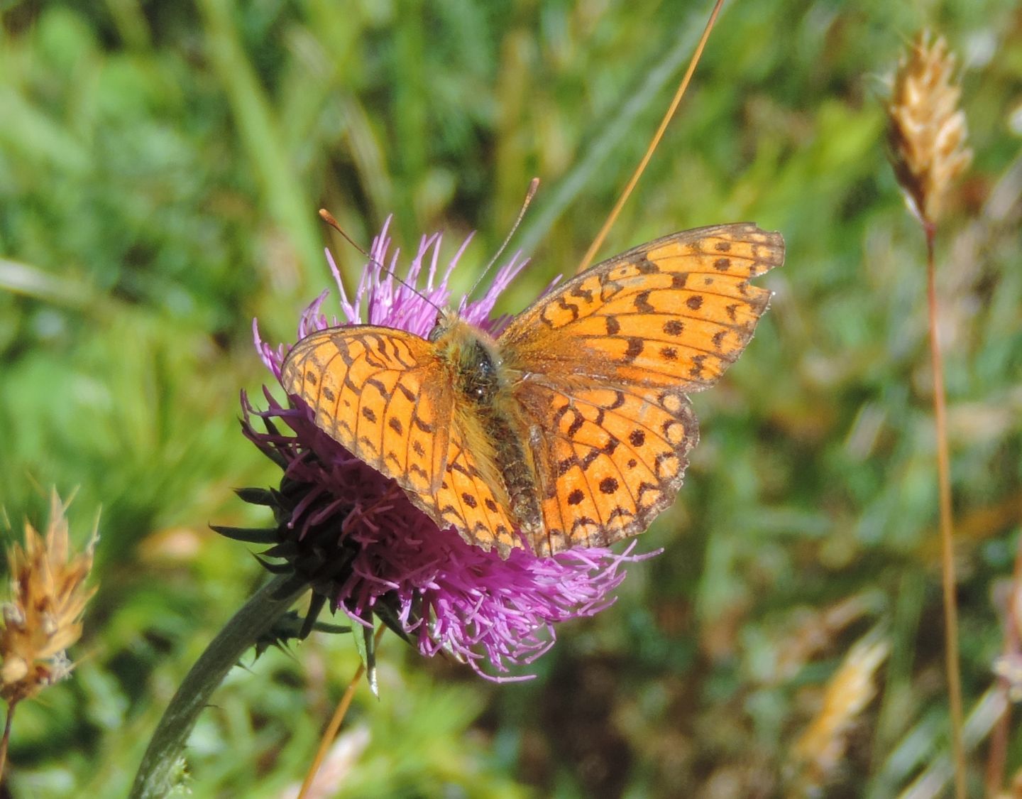 altri Nymphalidae da identificare