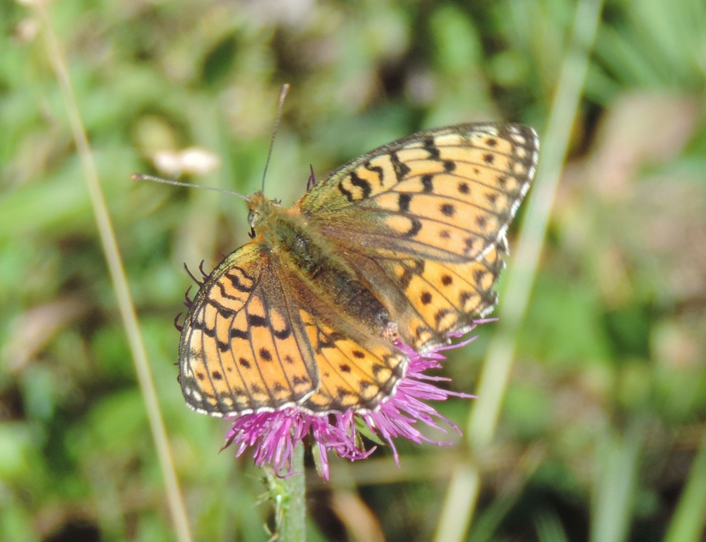 altri Nymphalidae da identificare