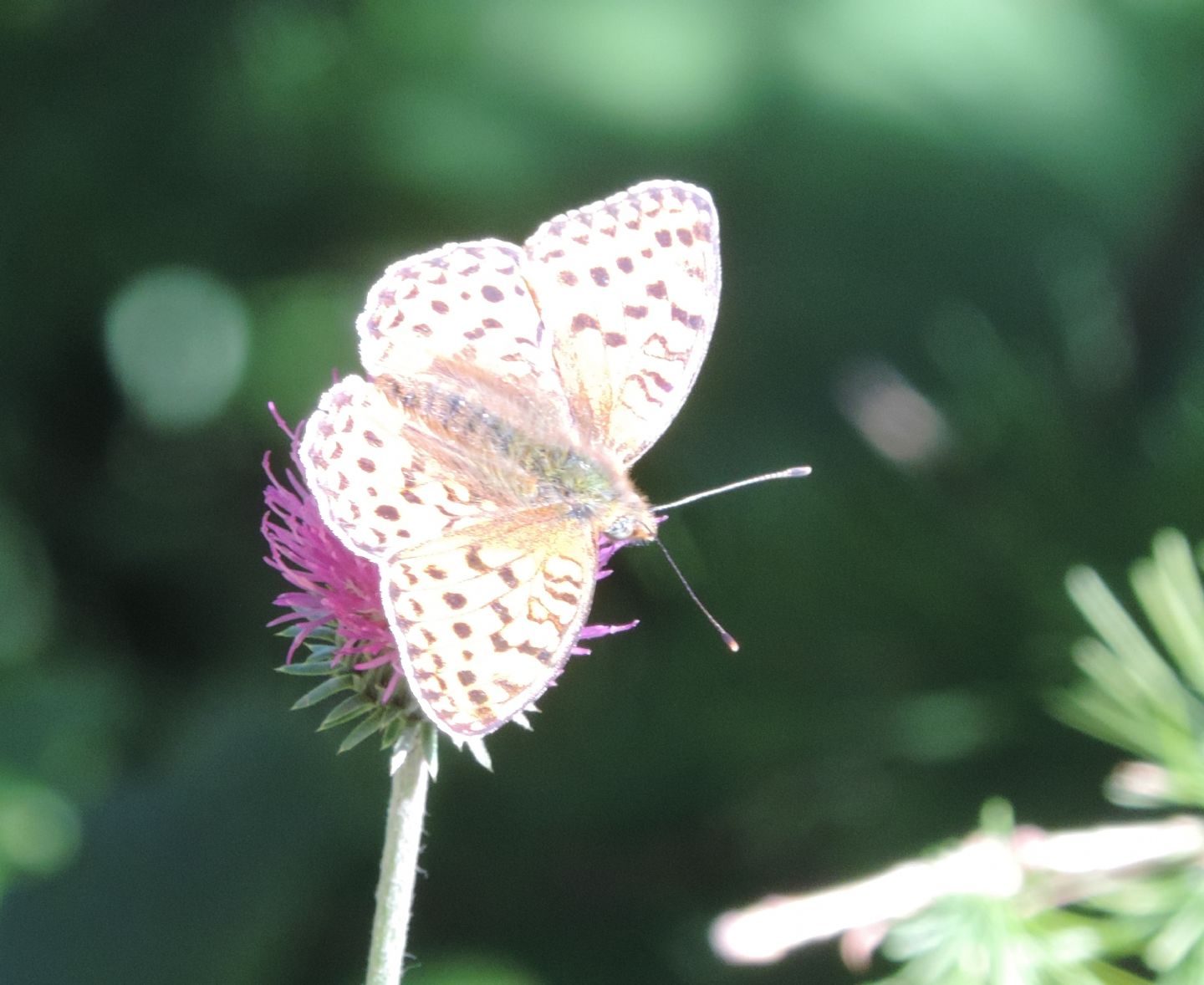 altri Nymphalidae da identificare