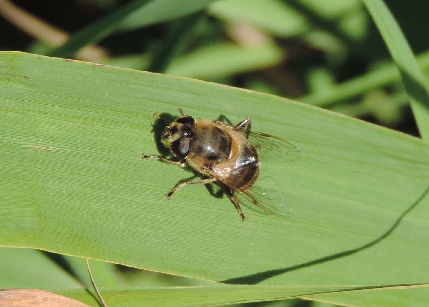 Syrphiade: Eristalis?  S, Eristalis tenax, femmina