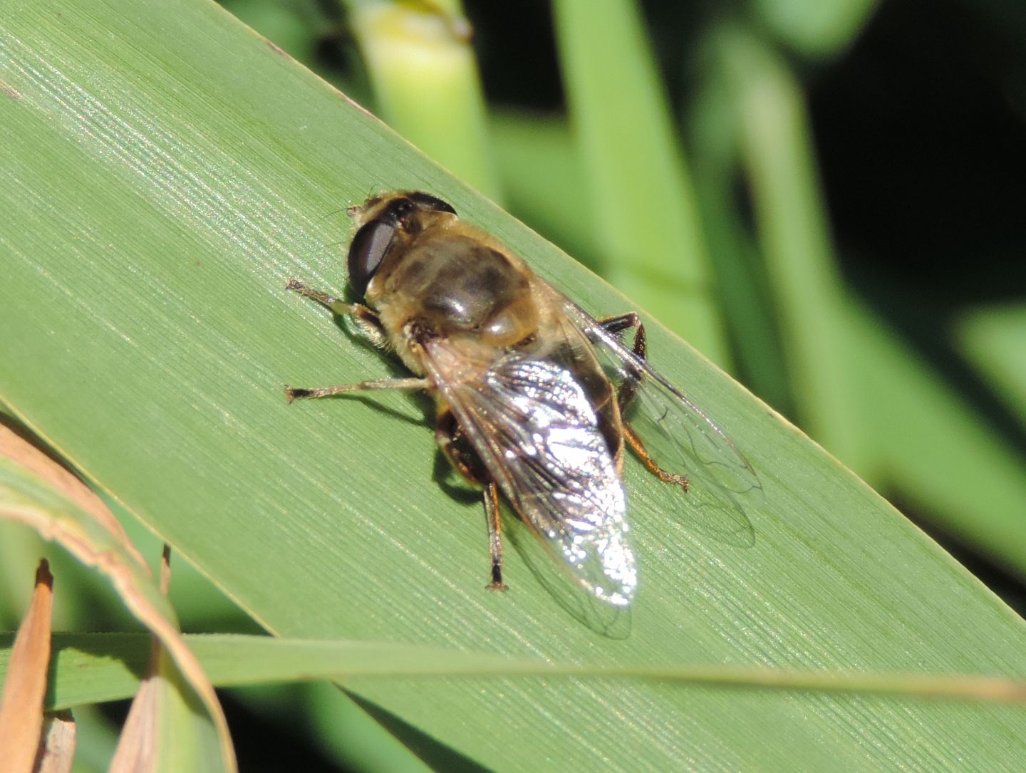 Syrphiade: Eristalis?  S, Eristalis tenax, femmina