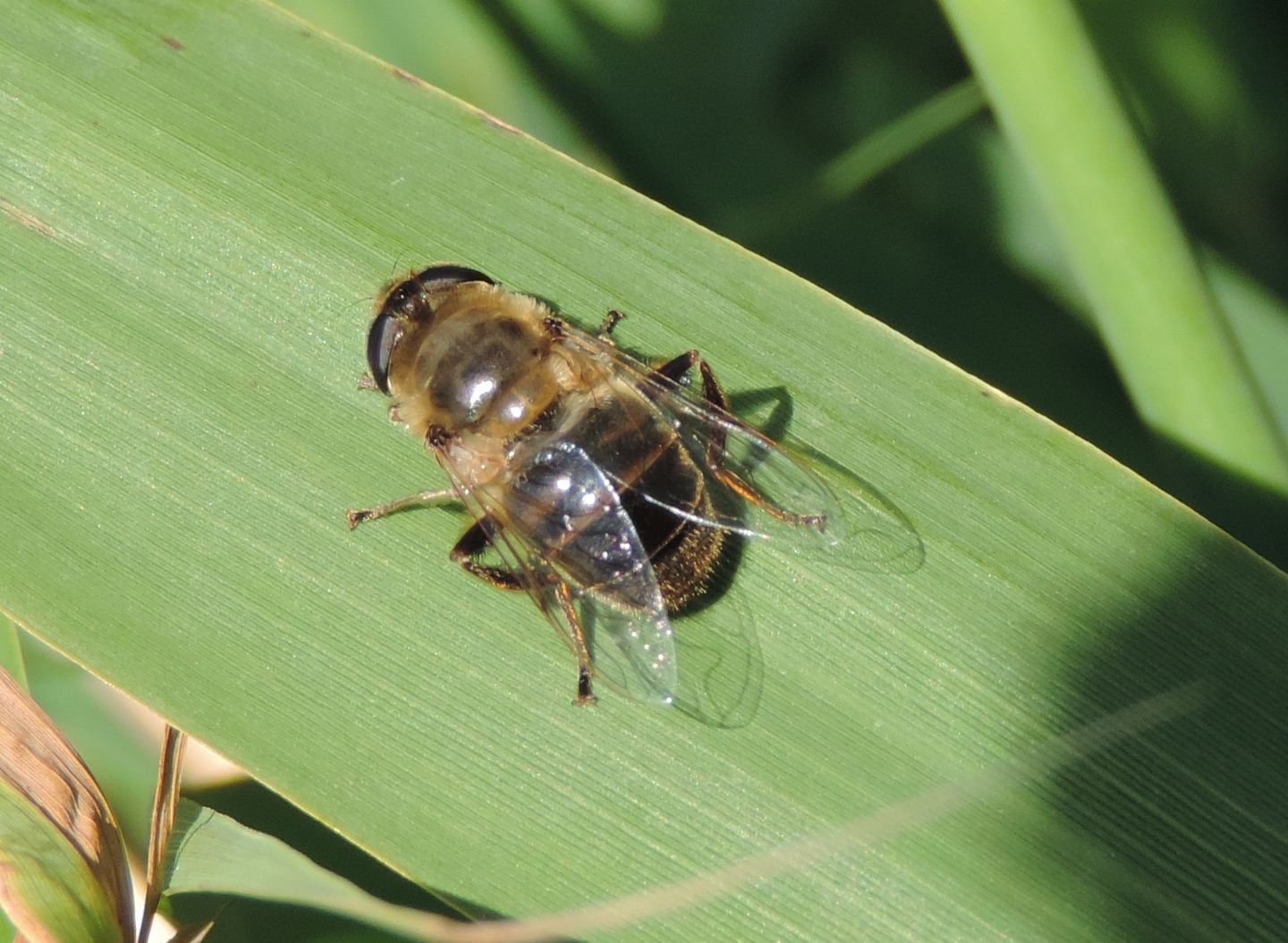 Syrphiade: Eristalis?  S, Eristalis tenax, femmina