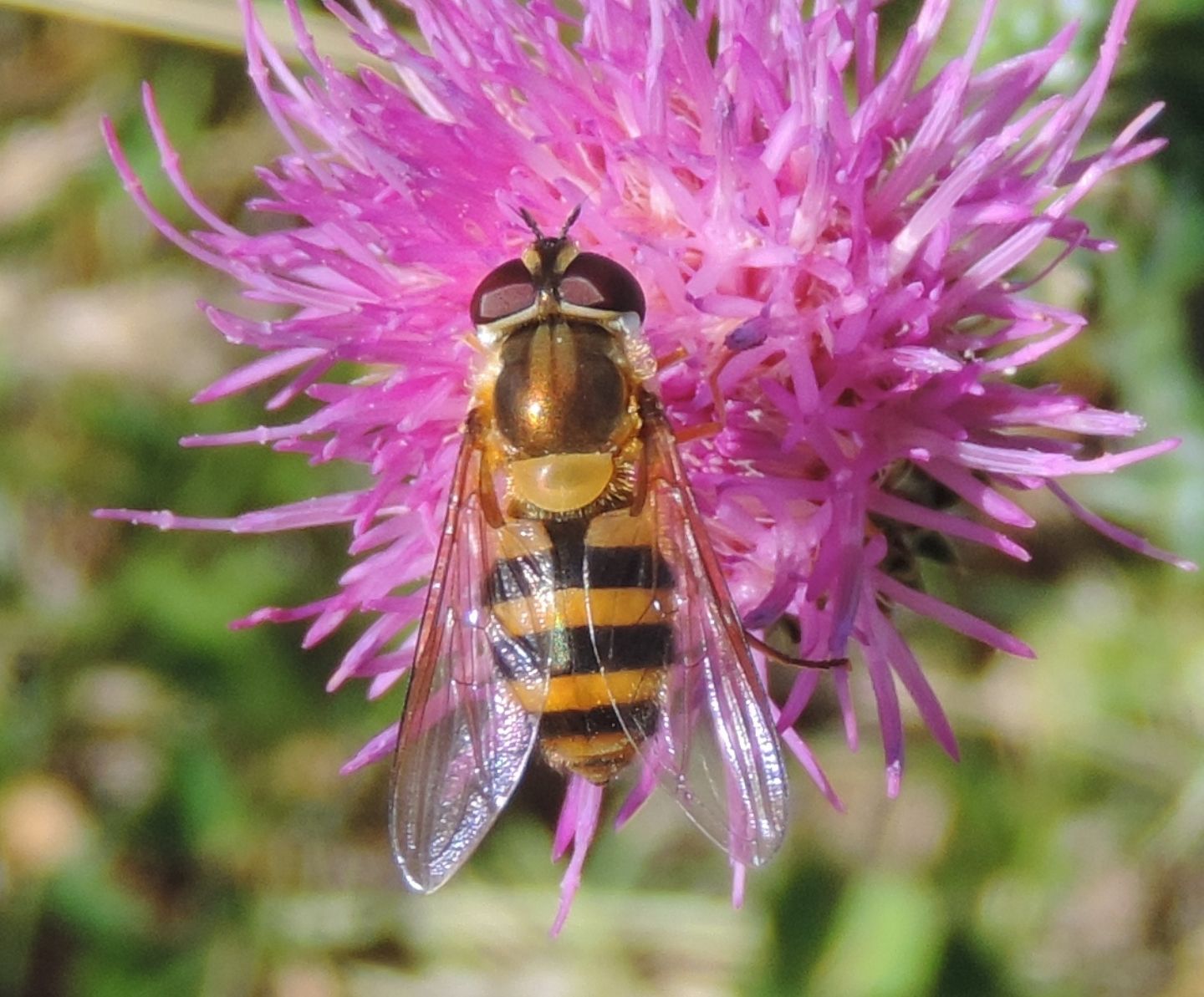 Syrphidae:  Epistrophe sp.