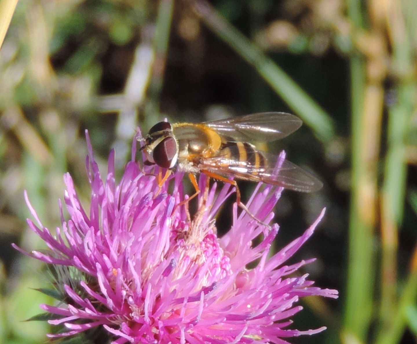 Syrphidae:  Epistrophe sp.