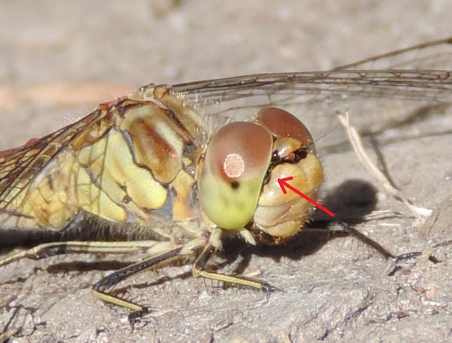 Sympetrum vulgatum?  S !