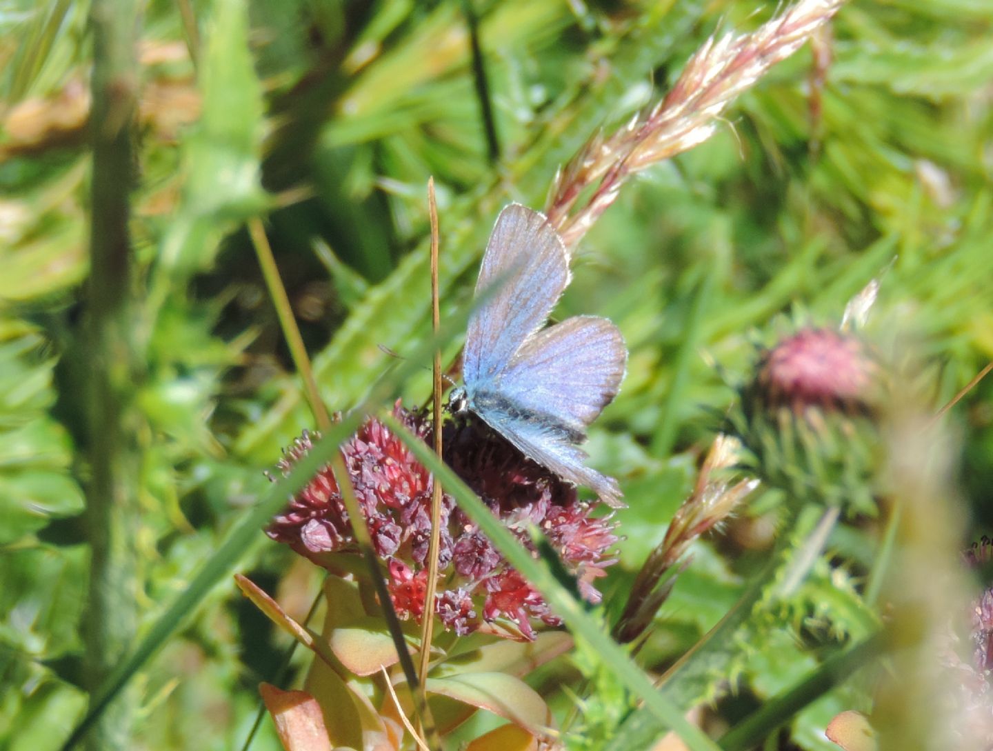 Lycaenidae da identificare