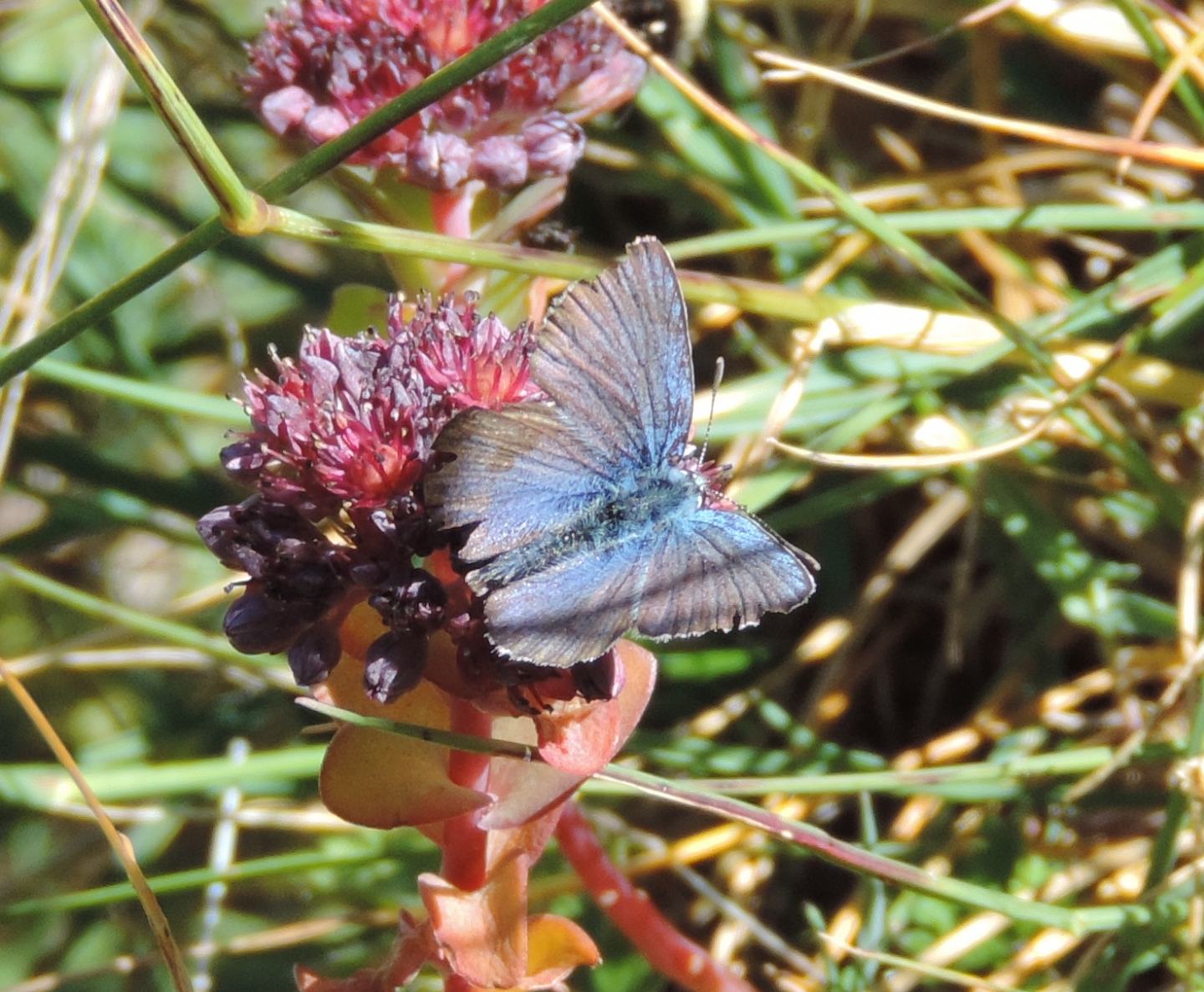 Lycaenidae da identificare