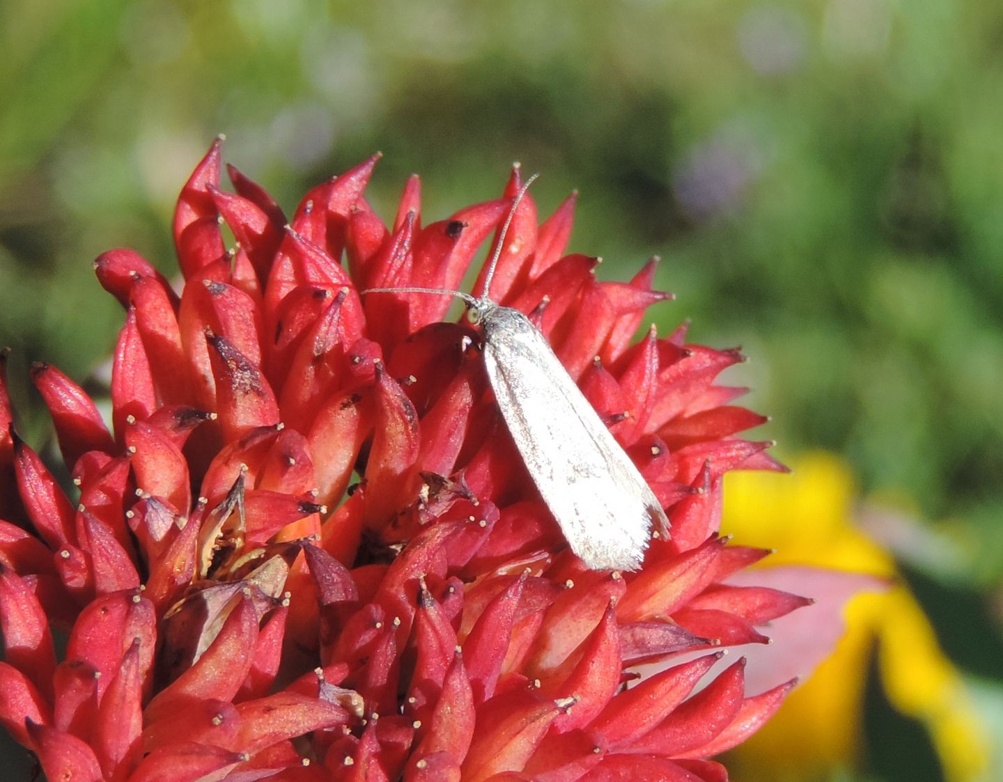 Microlepidottero da identificare