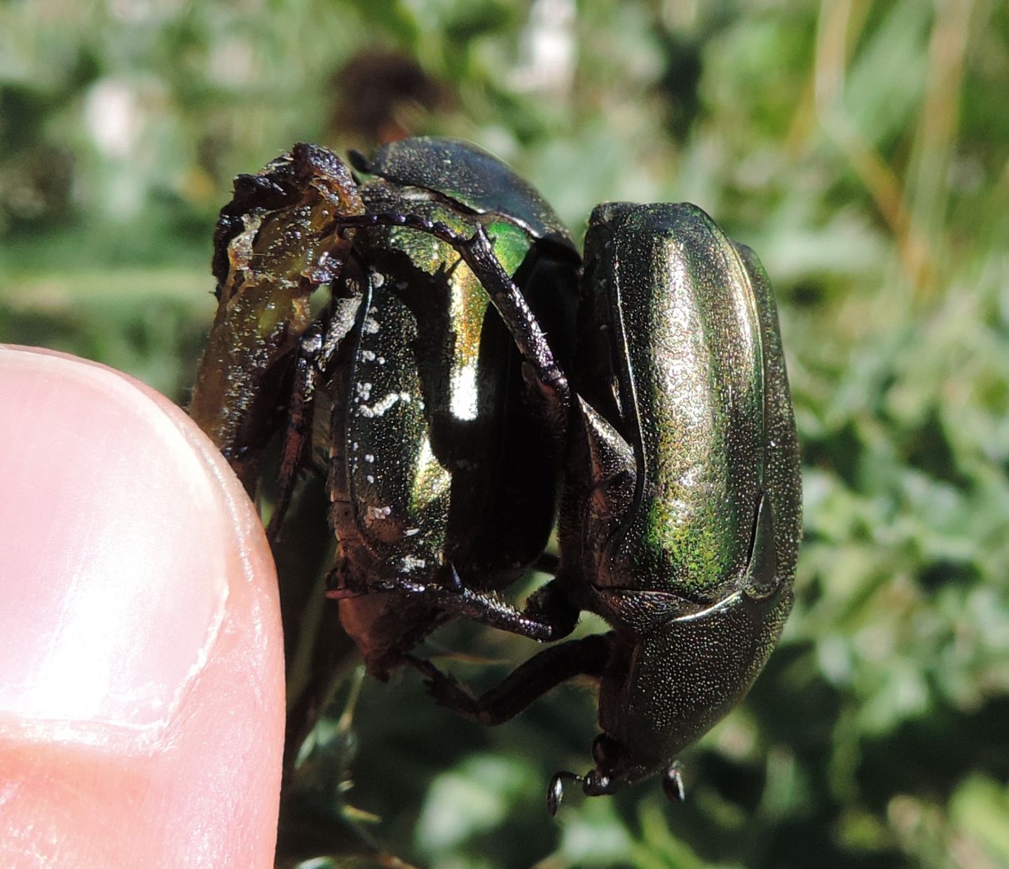 Cetoniidae:  Cetonia aurata? No, Protaetia cuprea metallica