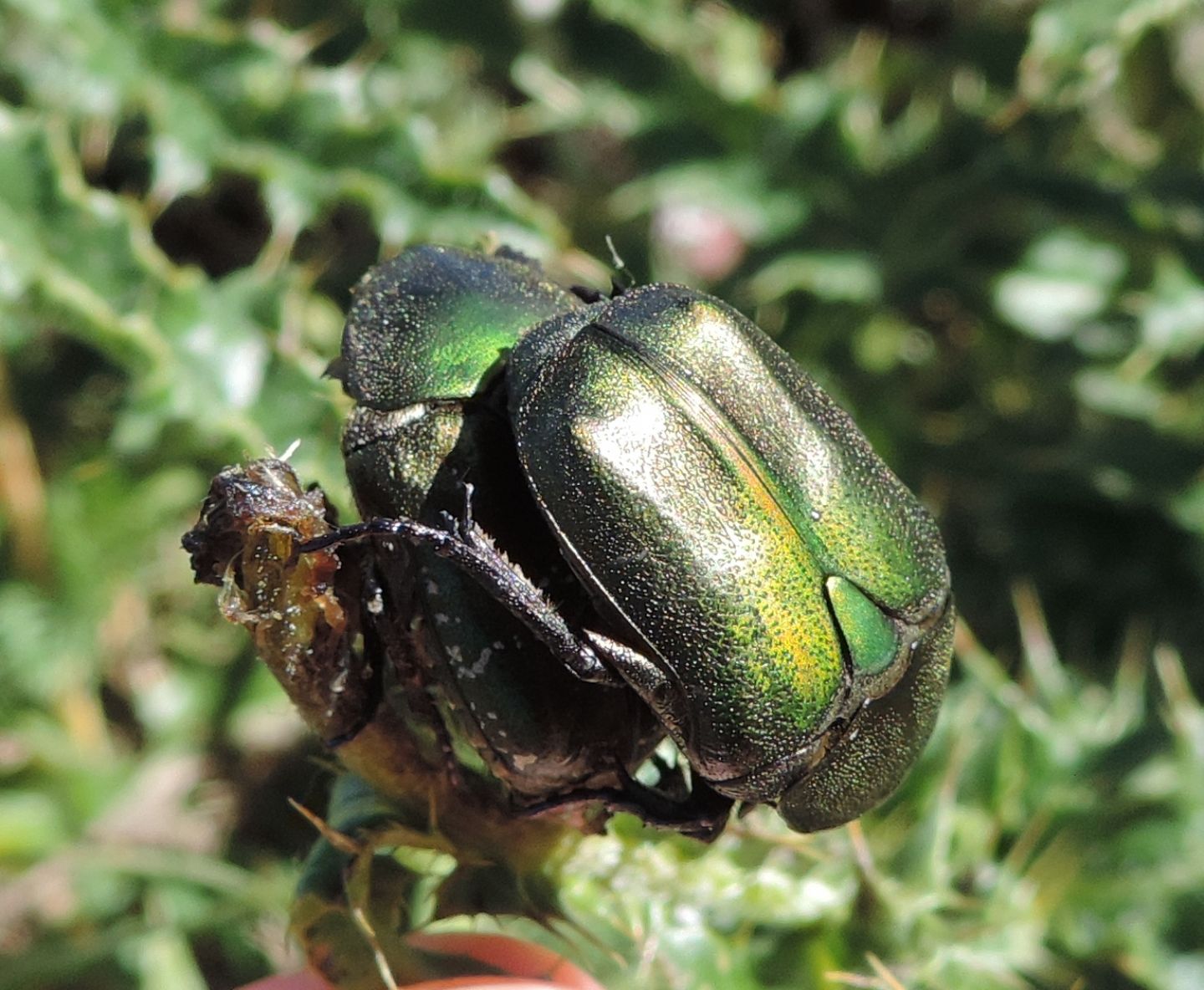 Cetoniidae:  Cetonia aurata? No, Protaetia cuprea metallica