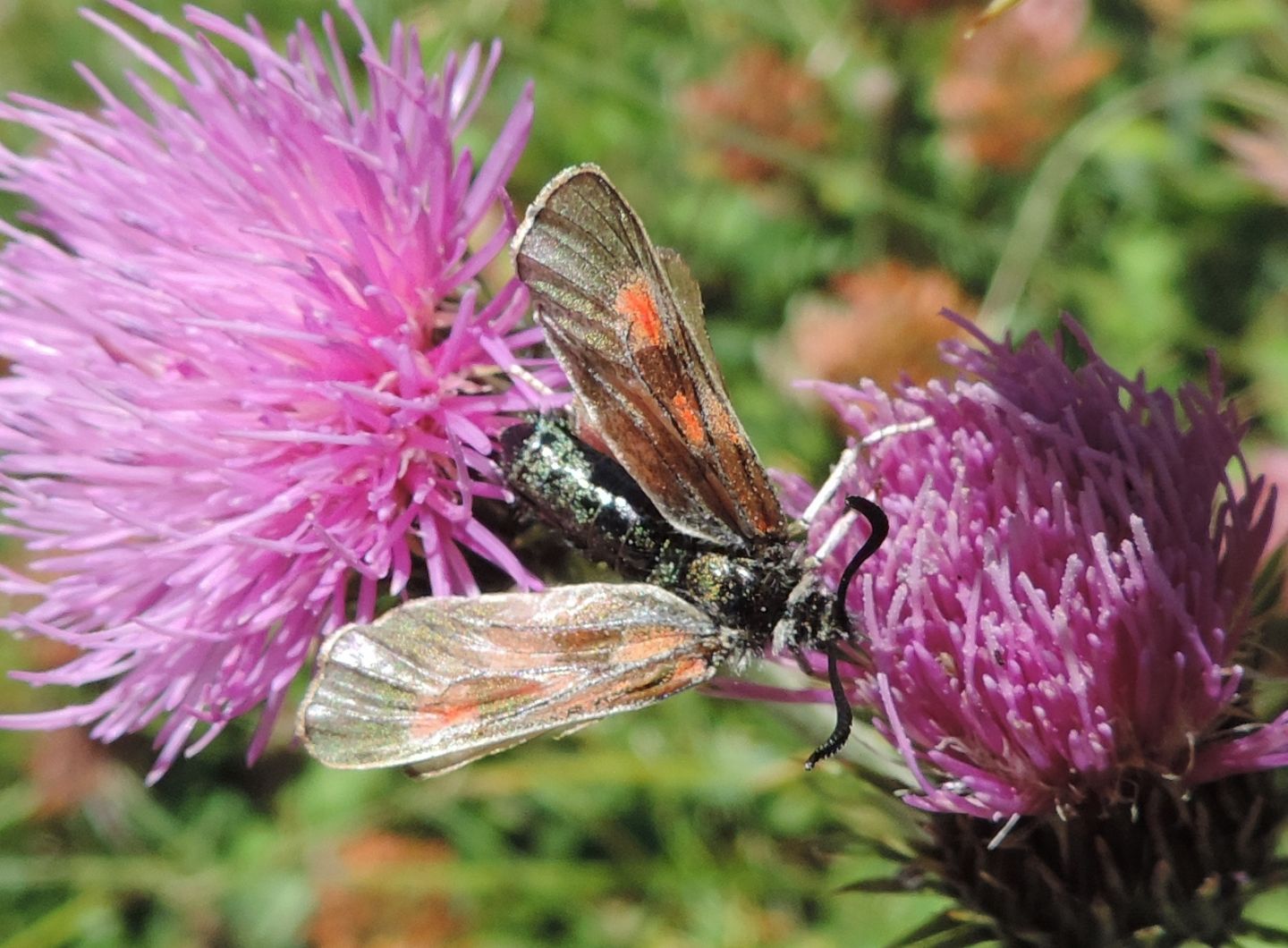 Zygaena da identificare