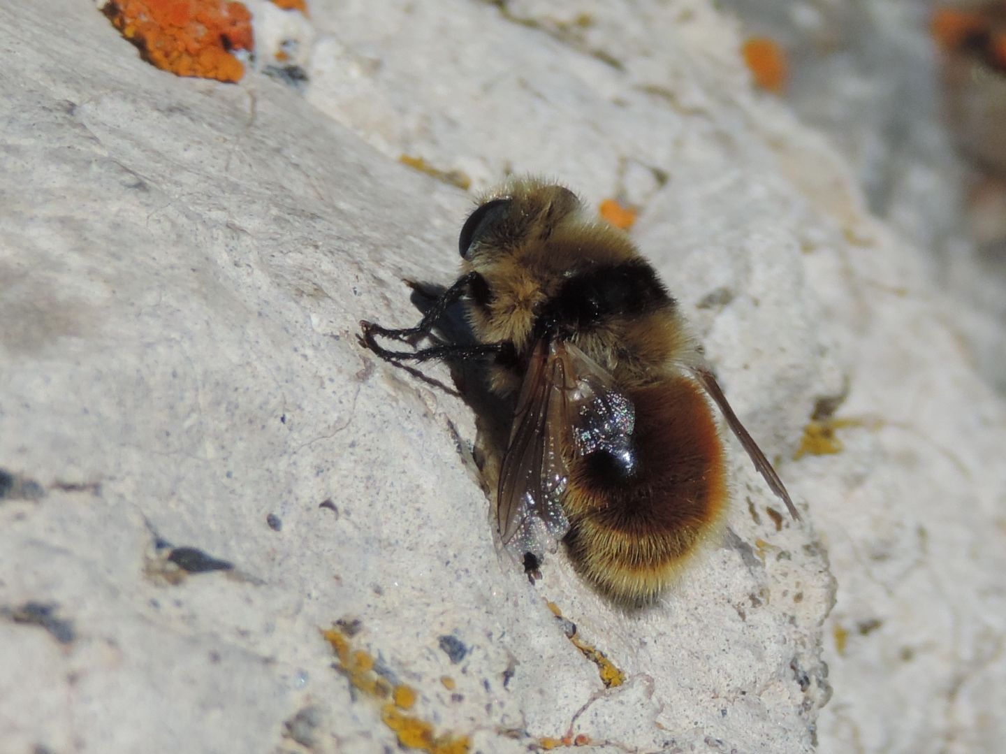 Volucella bombylans?  No,  Cephenemyia cfr. stimulator (Oestridae)