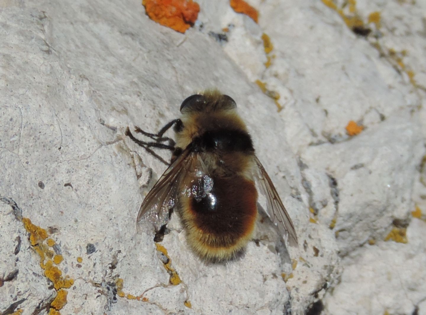 Volucella bombylans?  No,  Cephenemyia cfr. stimulator (Oestridae)