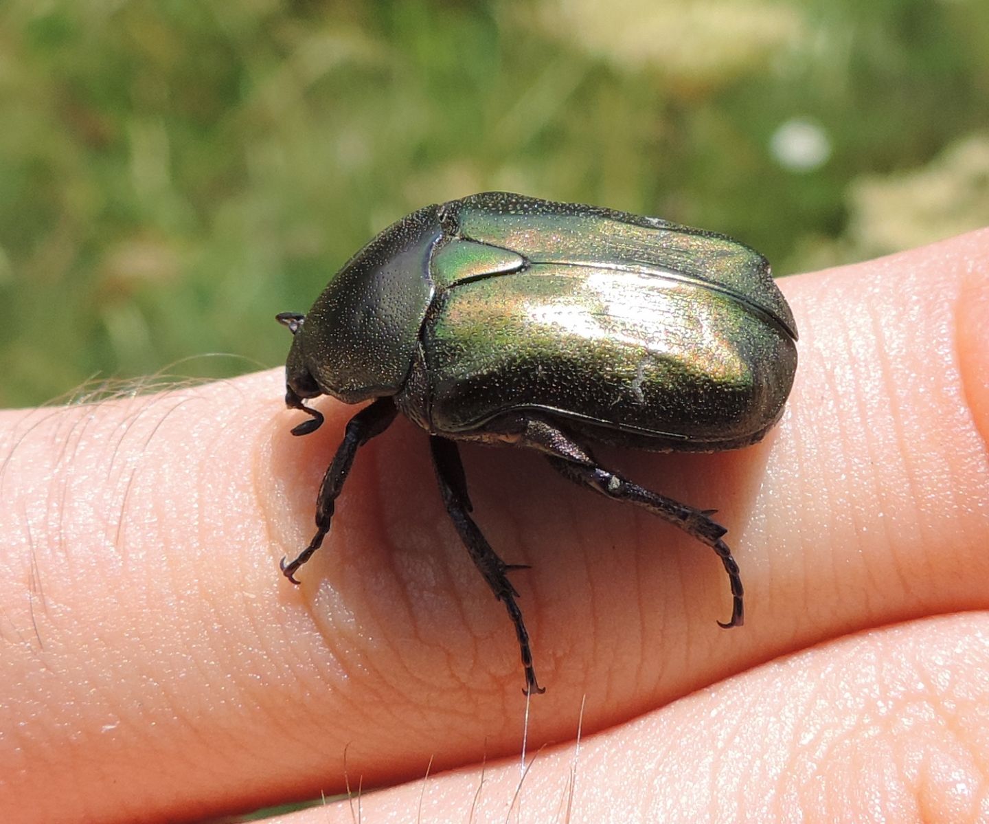 Cetoniidae:  Cetonia aurata? No, Protaetia cuprea metallica