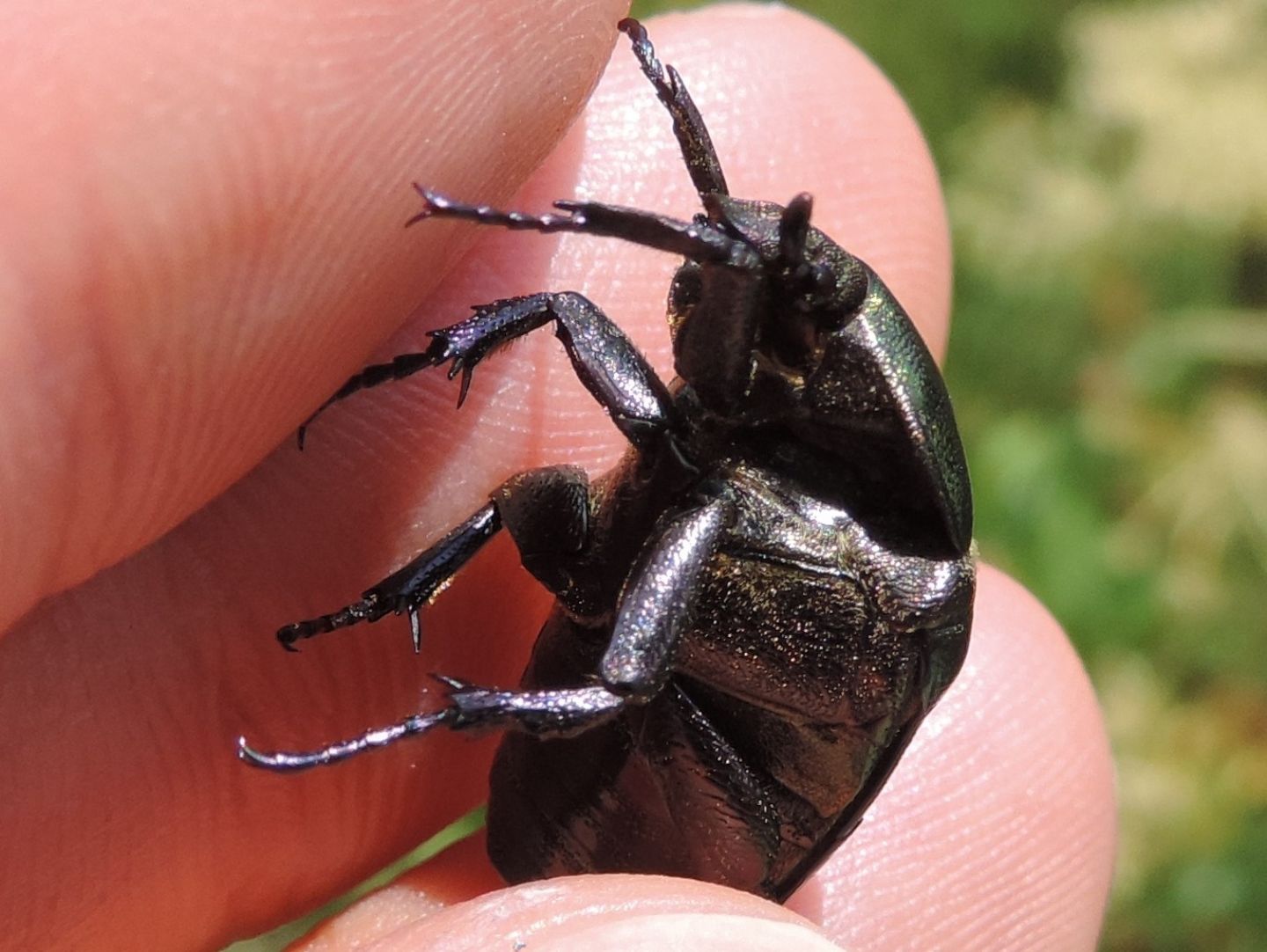 Cetoniidae:  Cetonia aurata? No, Protaetia cuprea metallica