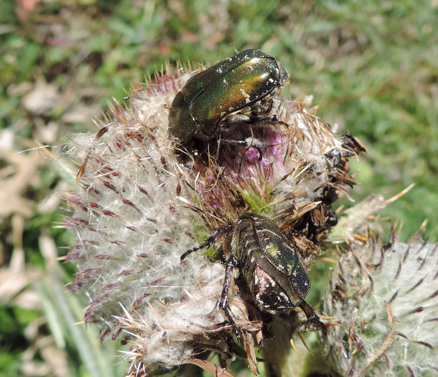 Cetoniidae:  Cetonia aurata? No, Protaetia cuprea metallica