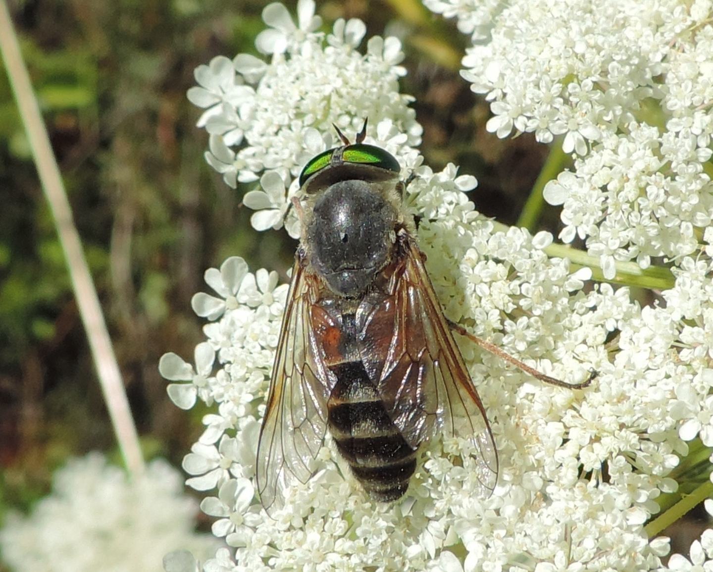 Tabanidae da identificare, Philipomyia aprica?  S !