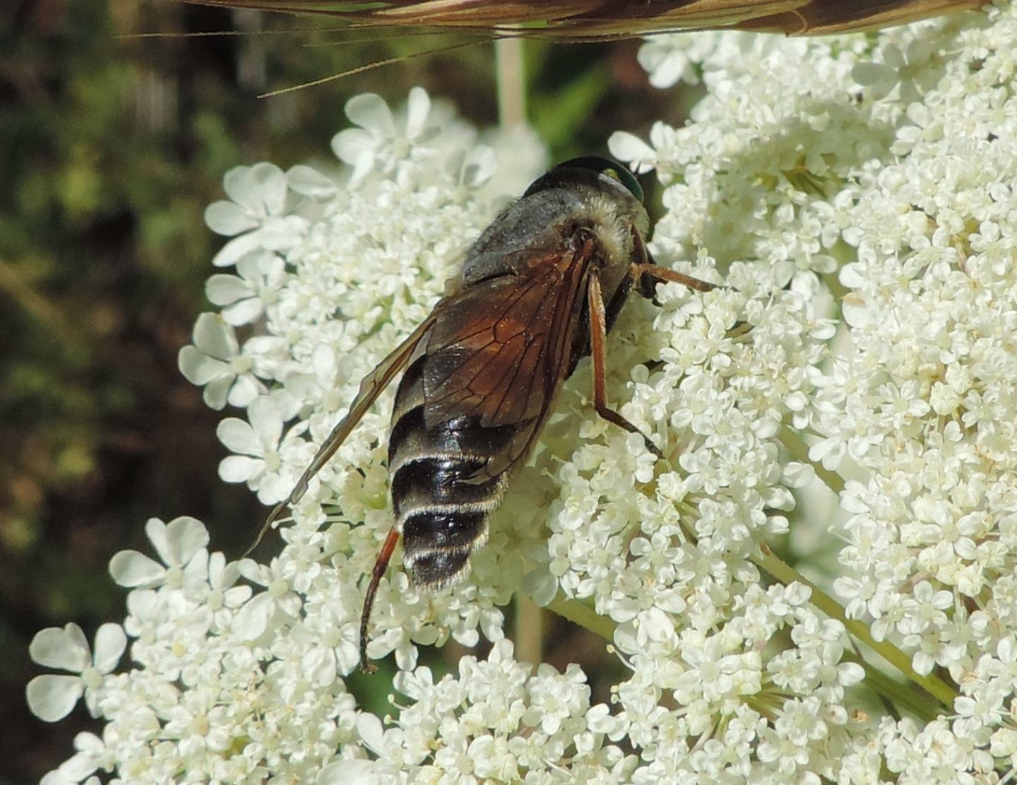 Tabanidae da identificare, Philipomyia aprica?  S !