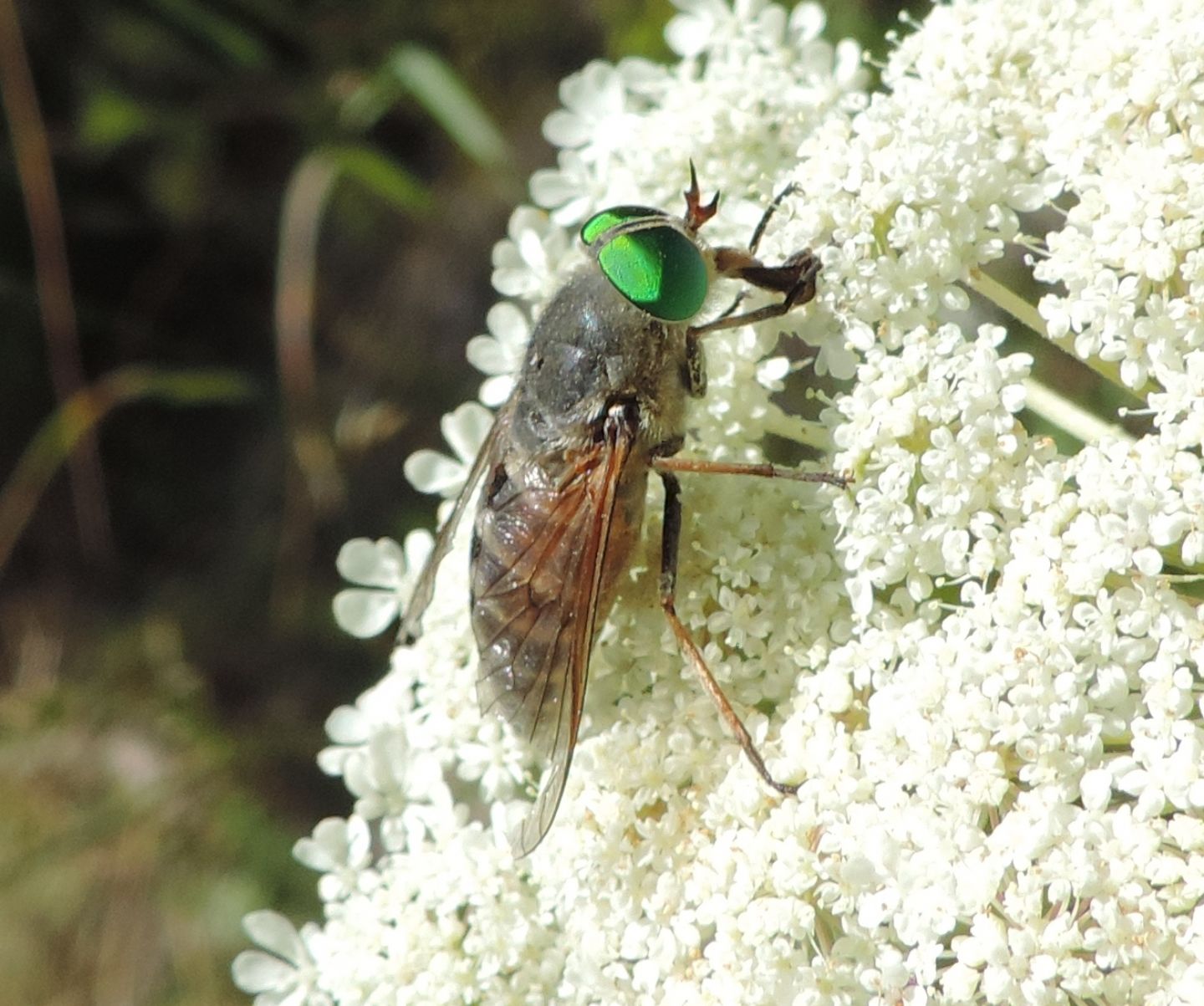 Tabanidae da identificare, Philipomyia aprica?  S !