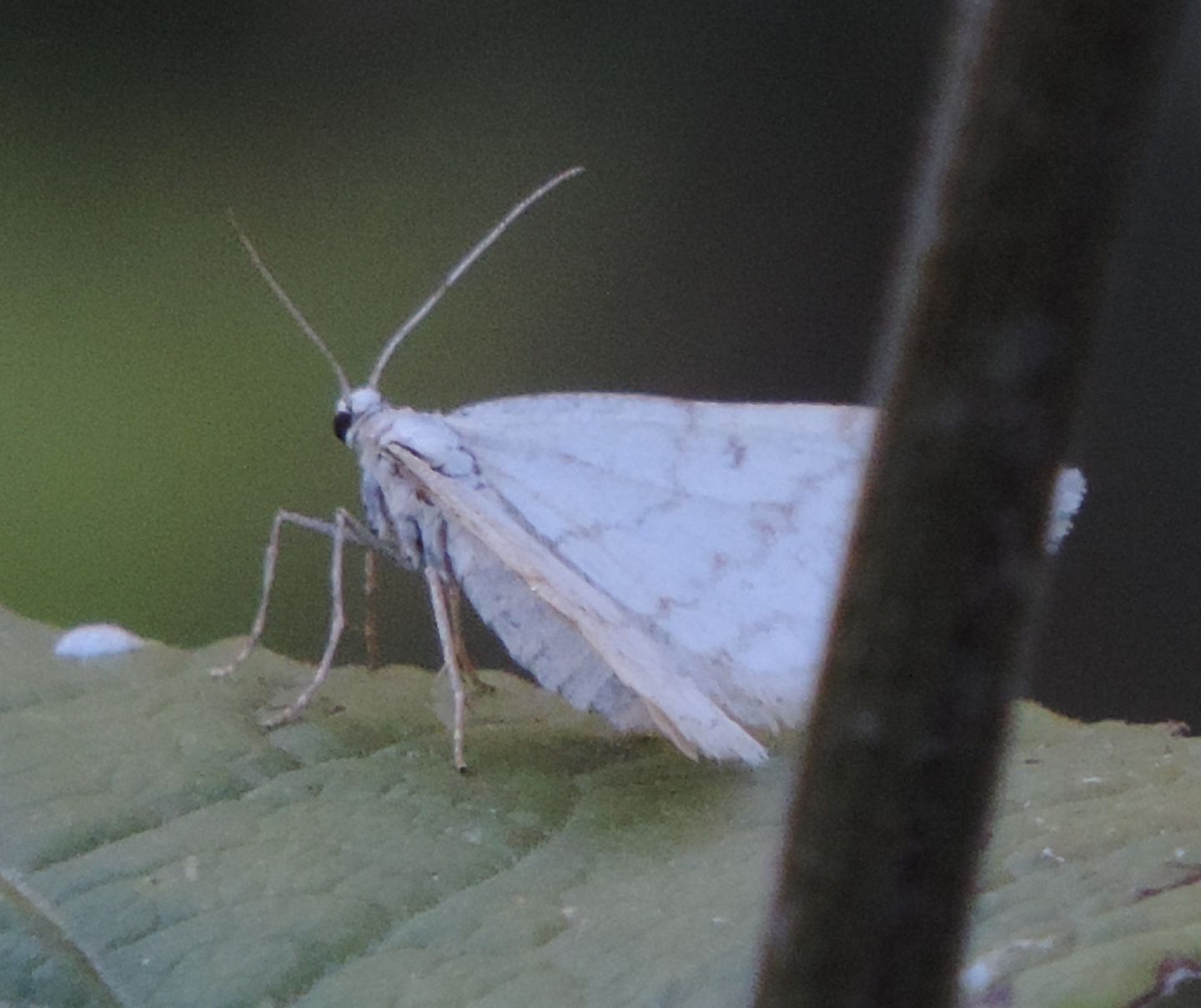 Geometridae: Mesotype verberata