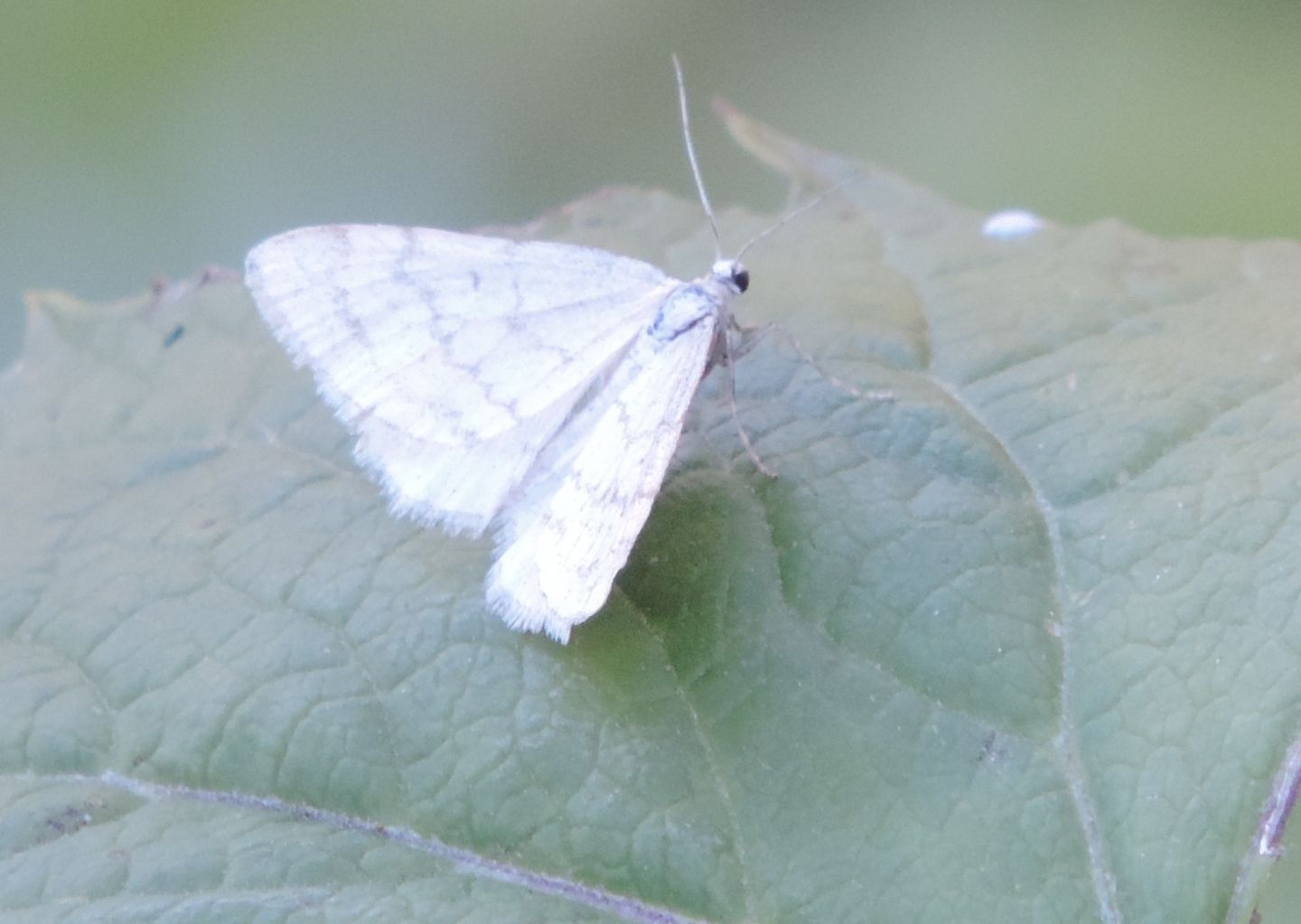 Geometridae: Mesotype verberata