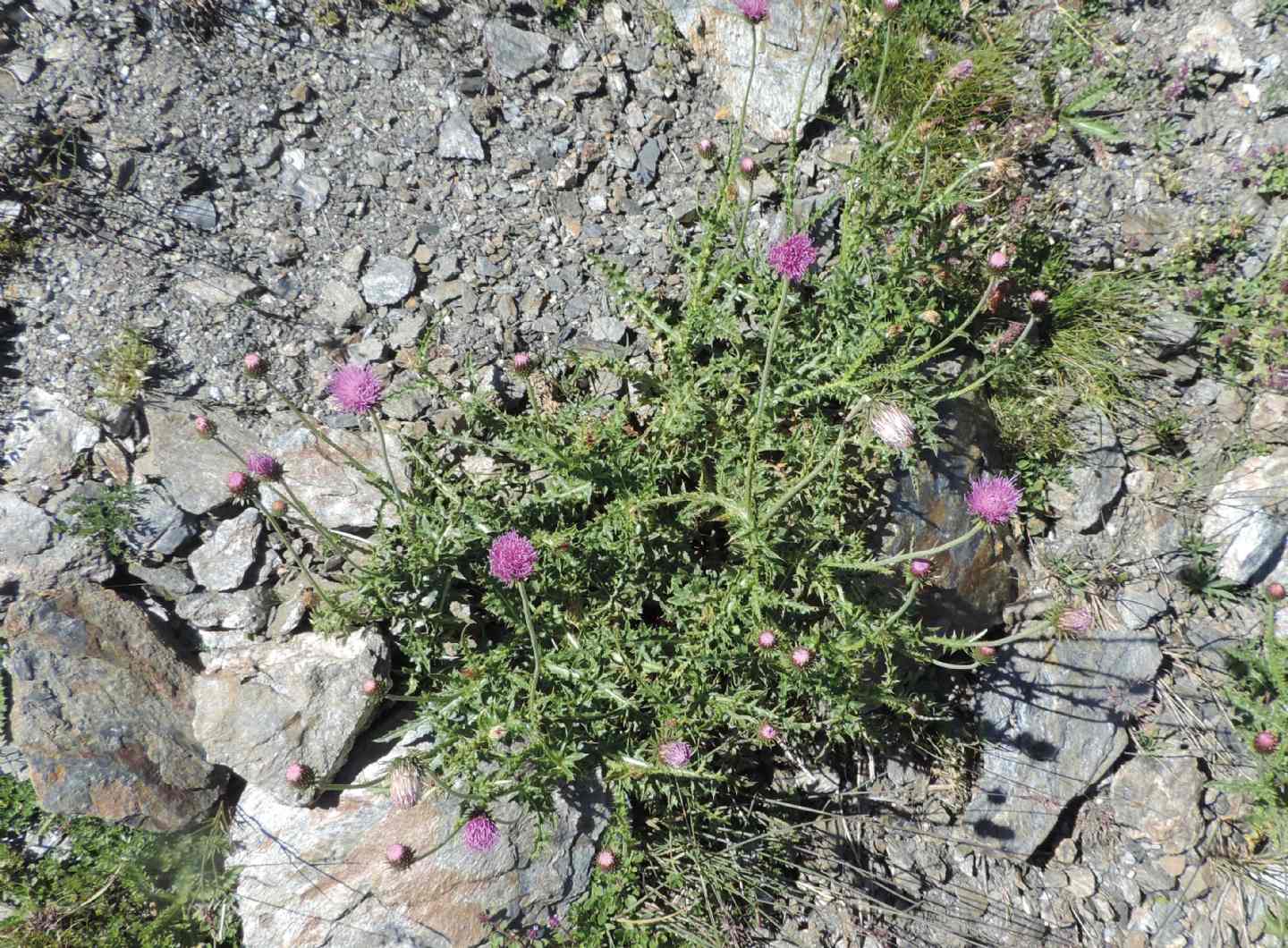 Quale Cardo?- cfr. Carduus defloratus