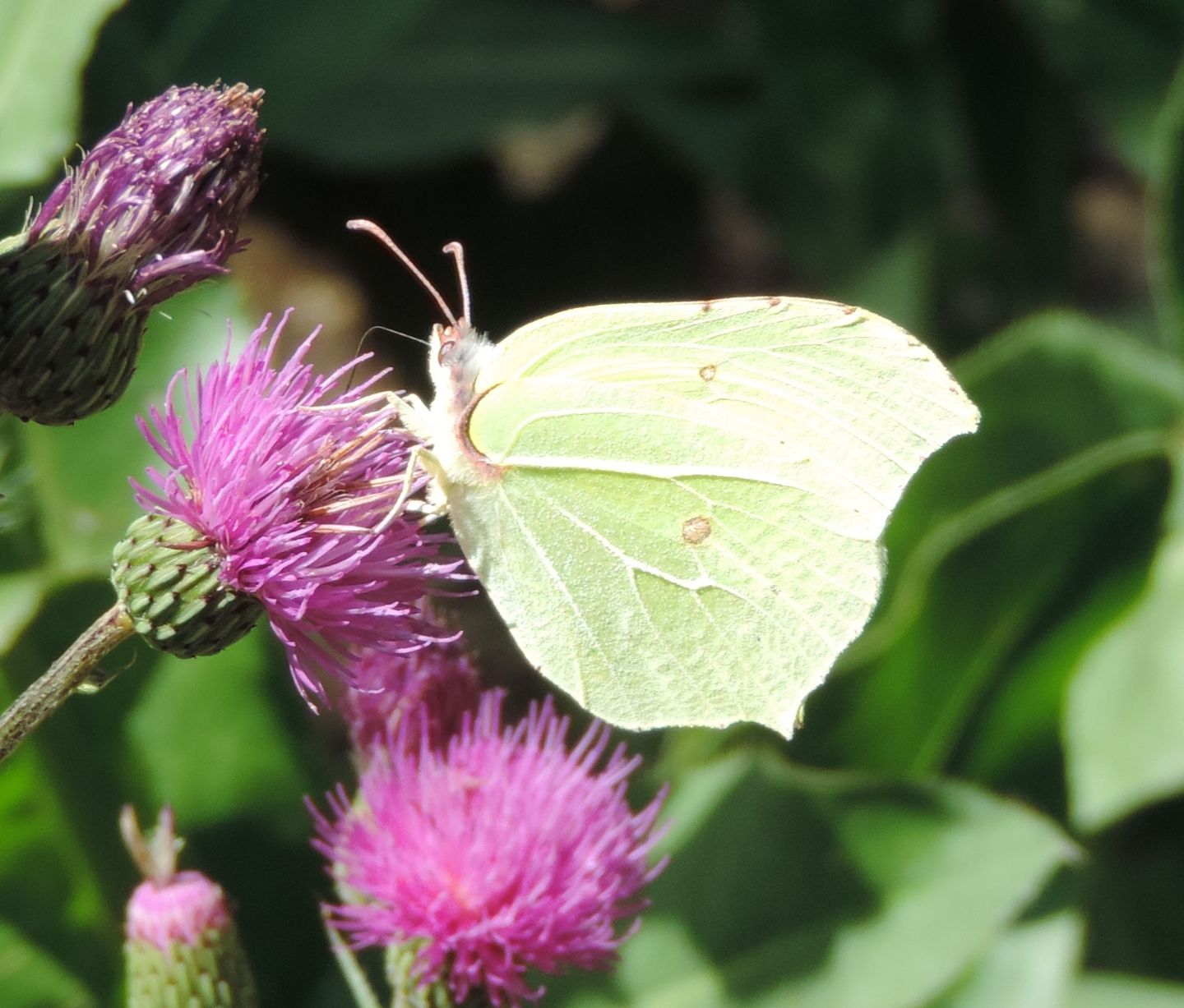 Gonepteryx cleopatra (Pieridae) ?  No, Gonepteryx rhamni