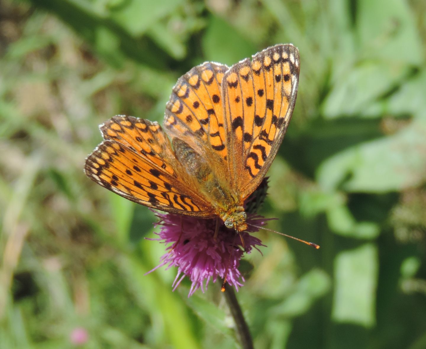 Argynnis? S, Argynnis niobe femmina