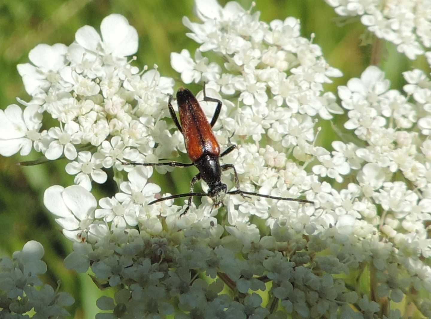 Cerambycidae: Stenurella bifasciata?  S !