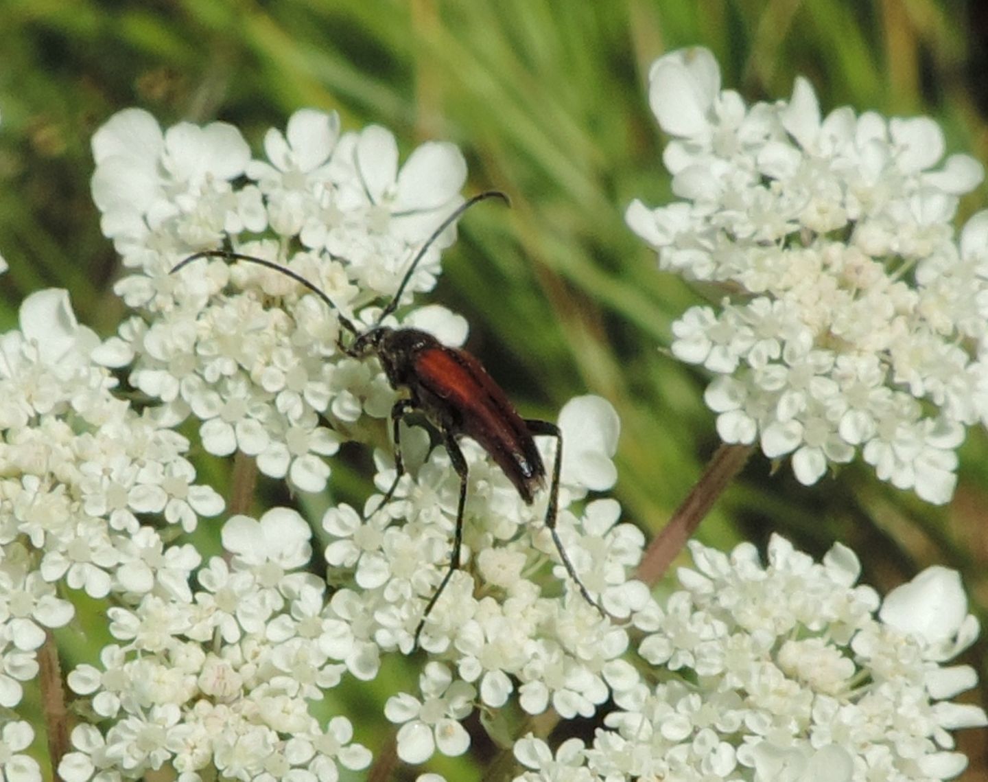 Cerambycidae: Stenurella bifasciata?  S !